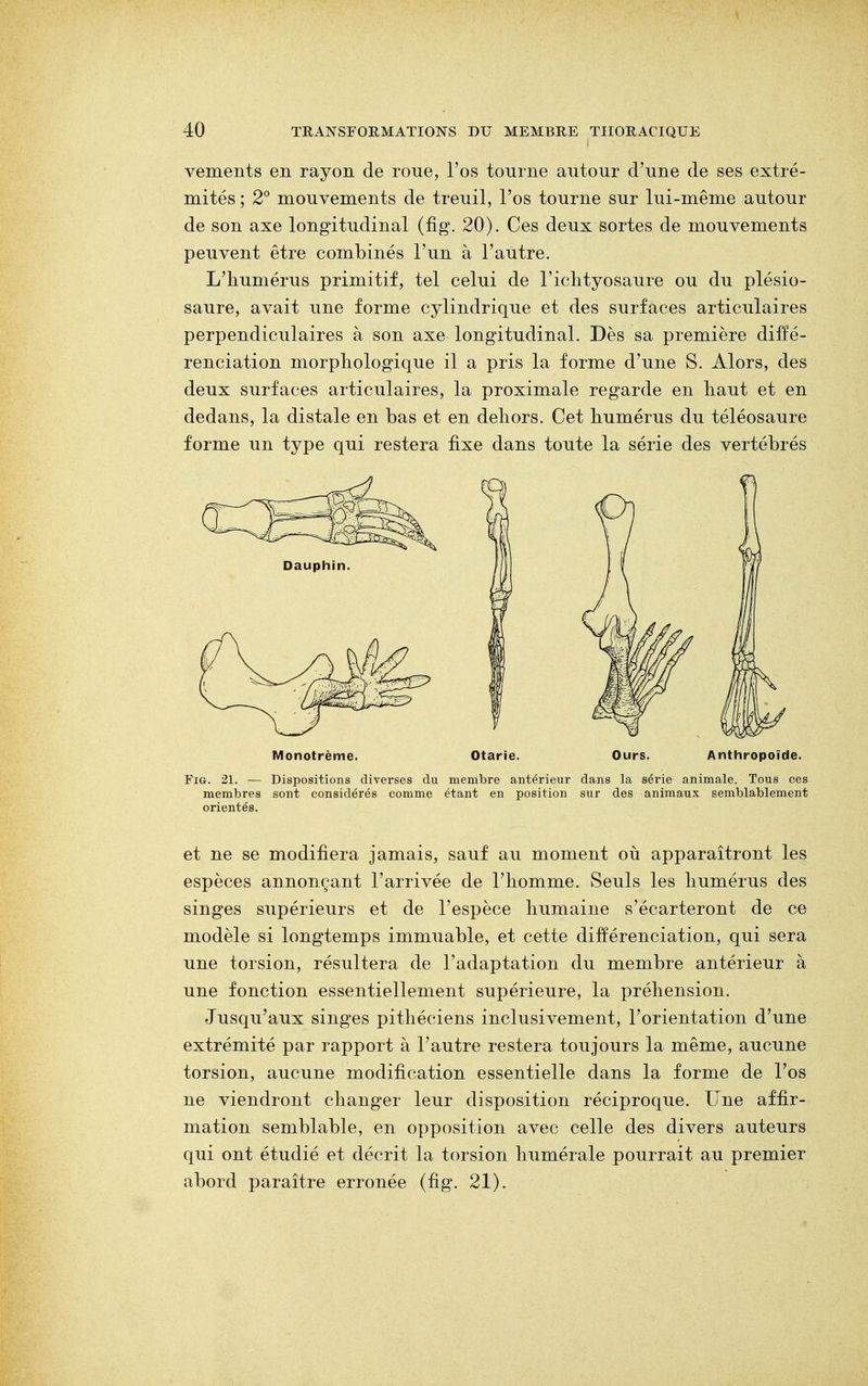 vements en rayon de roue, l'os tourne autour d'une de ses extré- mités ; 2° mouvements de treuil, l'os tourne sur lui-même autour de son axe longitudinal (fig. 20). Ces deux sortes de mouvements peuvent être combinés l'un à l'autre. L'humérus primitif, tel celui de l'ichtyosaure ou du plésio- saure, avait une forme cylindrique et des surfaces articulaires perpendiculaires à son axe longitudinal. Dès sa première diffé- renciation morphologique il a pris la forme d'une S. Alors, des deux surfaces articulaires, la proximale regarde en haut et en dedans, la distale en bas et en dehors. Cet humérus du téléosaure forme un type qui restera fixe dans toute la série des vertébrés Monotrème. Otarie. Ours. Anthropoïde. Fig. 21. — Dispositions diverses du membre antérieur dans la série animale. Tous ces membres sont considérés comme étant en position sur des animaux semblablement orientés. et ne se modifiera jamais, sauf au moment où apparaîtront les espèces annonçant l'arrivée de l'homme. Seuls les humérus des singes supérieurs et de l'espèce humaine s'écarteront de ce modèle si longtemps immuable, et cette différenciation, qui sera une torsion, résultera de l'adaptation du membre antérieur à une fonction essentiellement supérieure, la préhension. Jusqu'aux singes pithéciens inclusivement, l'orientation d'une extrémité par rapport à l'autre restera toujours la même, aucune torsion, aucune modification essentielle dans la forme de l'os ne viendront changer leur disposition réciproque. Une affir- mation semblable, en opposition avec celle des divers auteurs qui ont étudié et décrit la torsion humérale pourrait au premier abord paraître erronée (fig. 21).