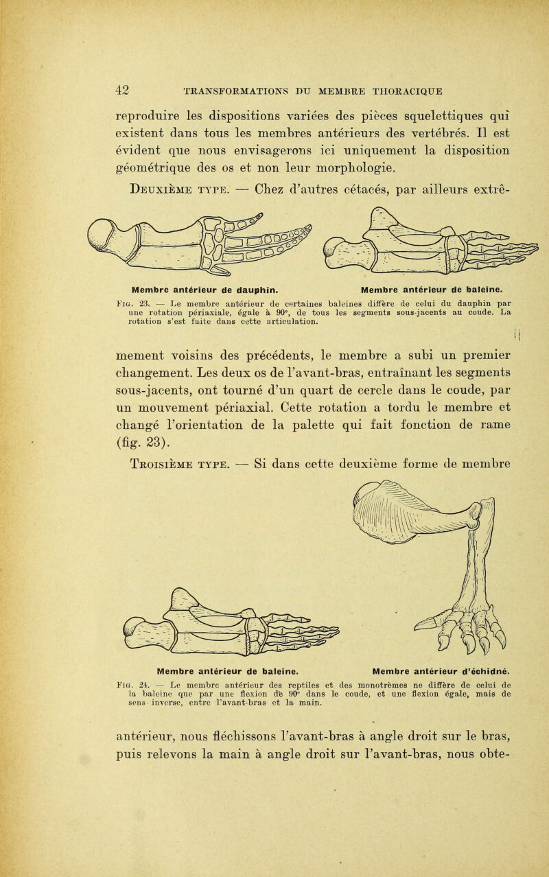 reproduire les dispositions variées des pièces squelettiques qui existent dans tous les membres antérieurs des vertébrés. Il est évident que nous envisagerons ici uniquement la disposition géométrique des os et non leur morphologie. Deuxième type. — Chez d'autres cétacés, par ailleurs extrê- Membre antérieur de dauphin. Membre antérieur de baleine. Fig. 23. — Le membre antérieur de certaines baleines diffère de celui du dauphin par une rotation périaxiale, égale à 90°, de tous les segments sous-jacents au coude. La rotation s'est faite dans cette articulation. mement voisins des précédents, le membre a subi un premier changement. Les deux os de l'avant-bras, entraînant les segments sous-jacents, ont tourné d'un quart de cercle dans le coude, par un mouvement périaxial. Cette rotation a tordu le membre et changé l'orientation de la palette qui fait fonction de rame (fig. 23). Troisième type. — Si dans cette deuxième forme de membre Membre antérieur de baleine. Membre antérieur d'échidné. Fig. 24. — Le membre antérieur des reptiles et des monotrèmes ne diffère de celui de la baleine que par une flexion d'e 90° dans le coude, et une flexion égale, mais de sens inverse, entre l'avant-bras et la main. antérieur, nous fléchissons l'avant-bras à angle droit sur le bras, puis relevons la main à angle droit sur l'avant-bras, nous obte-