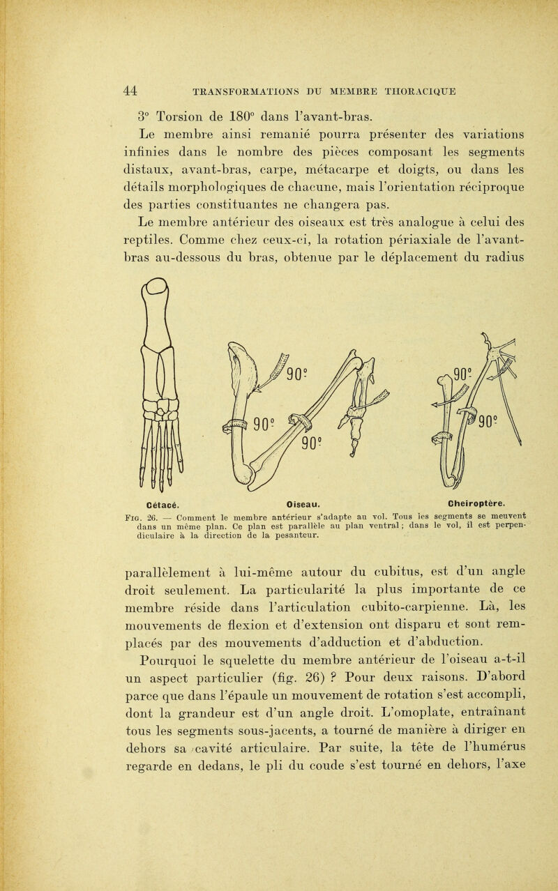 3° Torsion de 180° dans l'avant-bras. Le membre ainsi remanié pourra présenter des variations infinies dans le nombre des pièces composant les segments distaux, avant-bras, carpe, métacarpe et doigts, on dans les détails morphologiques de chacune, mais l'orientation réciproque des parties constituantes ne changera pas. Le membre antérieur des oiseaux est très analogue à celui des reptiles. Comme chez ceux-ci, la rotation périaxiale de l'avant- bras au-dessous du bras, obtenue par le déplacement du radius Gétacé. Oiseau. Cheiroptère. Fig. 26. — Comment le membre antérieur s'adapte au vol. Tous les segments se meuvent dans un même plan. Ce plan est parallèle au plan ventral; dans le vol, il est perpen- diculaire à la direction de la pesanteur. parallèlement à lui-même autour du cubitus, est d'un angle droit seulement. La particularité la plus importante de ce membre réside dans l'articulation cubito-carpienne. Là, les mouvements de flexion et d'extension ont disparu et sont rem- placés par des mouvements d'adduction et d'abduction. Pourquoi le squelette du membre antérieur de l'oiseau a-t-il un aspect particulier (fig. 26) ? Pour deux raisons. D'abord parce que dans l'épaule un mouvement de rotation s'est accompli, dont la grandeur est d'un angle droit. L'omoplate, entraînant tous les segments sous-jacents, a tourné de manière à diriger en dehors sa cavité articulaire. Par suite, la tête de l'humérus regarde en dedans, le pli du coude s'est tourné en dehors, l'axe