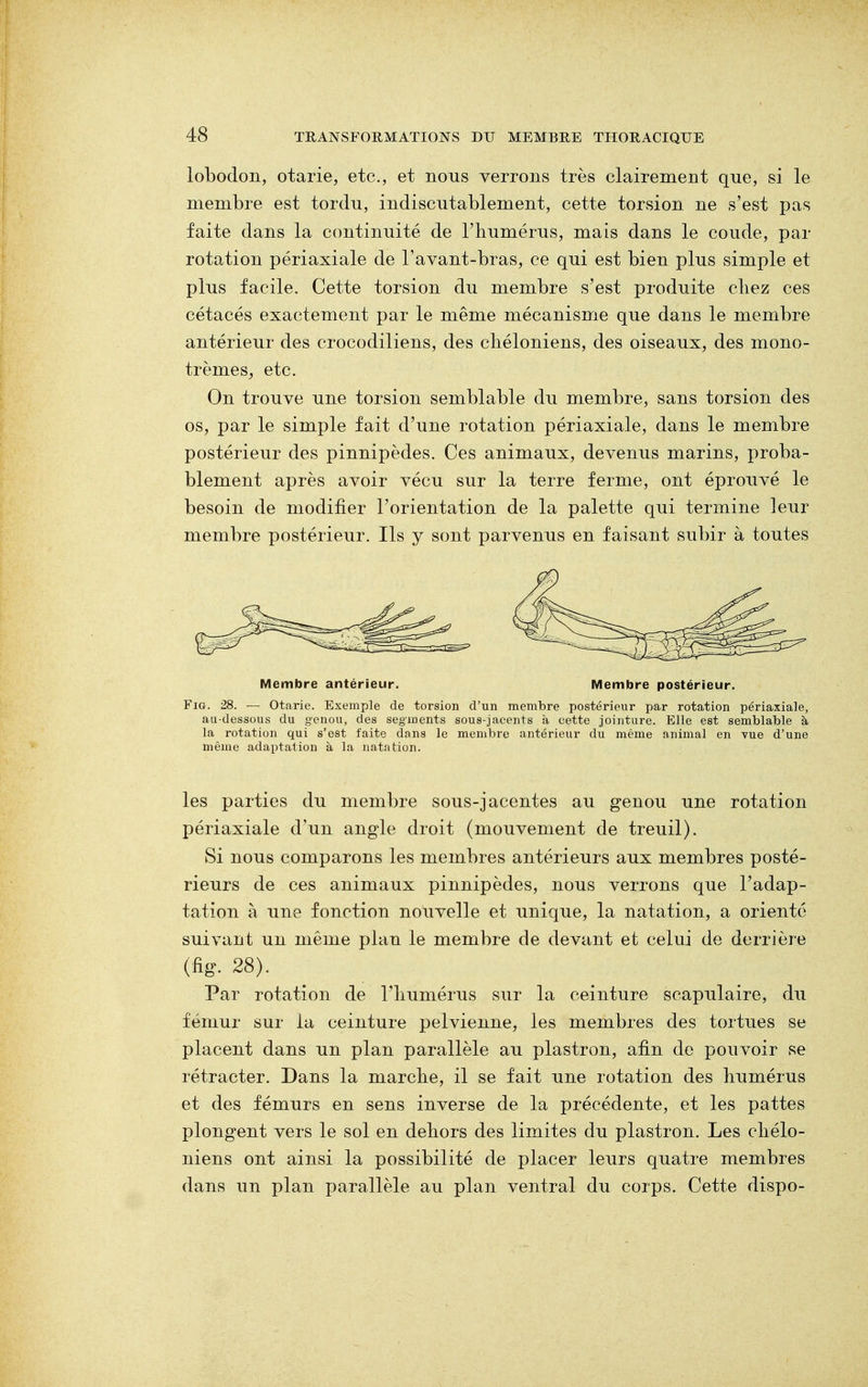lobodon, otarie, etc., et nous verrons très clairement que, si le membre est tordu, indiscutablement, cette torsion ne s'est pas faite dans la continuité de l'humérus, mais dans le coude, par rotation périaxiale de l'avant-bras, ce qui est bien plus simple et plus facile. Cette torsion du membre s'est produite chez ces cétacés exactement par le même mécanisme que dans le membre antérieur des crocodiliens, des chéloniens, des oiseaux, des mono- trèmes, etc. On trouve une torsion semblable du membre, sans torsion des os, par le simple fait d'une rotation périaxiale, dans le membre postérieur des pinnipèdes. Ces animaux, devenus marins, proba- blement après avoir vécu sur la terre ferme, ont éprouvé le besoin de modifier l'orientation de la palette qui termine leur membre postérieur. Ils y sont parvenus en faisant subir à toutes Membre antérieur. Membre postérieur. Fig. 28. — Otarie. Exemple de torsion d'un membre postérieur par rotation périaxiale, au-dessous du genou, des segments sous-jacents à cette jointure. Elle est semblable à la rotation qui s'est faite dans le membre antérieur du même animal en yue d'une même adaptation à la natation. les parties du membre sous-jacentes au genou une rotation périaxiale d'un angle droit (mouvement de treuil). Si nous comparons les membres antérieurs aux membres posté- rieurs de ces animaux pinnipèdes, nous verrons que l'adap- tation à une fonction nouvelle et unique, la natation, a orienté suivant un même plan le membre de devant et celui de derrière (fig. 28). Par rotation de l'humérus sur la ceinture scapulaire, du fémur sur la ceinture pelvienne, les membres des tortues se placent dans un plan parallèle au plastron, afin de pouvoir se rétracter. Dans la marche, il se fait une rotation des humérus et des fémurs en sens inverse de la précédente, et les pattes plongent vers le sol en dehors des limites du plastron. Les chélo- niens ont ainsi la possibilité de placer leurs quatre membres dans un plan parallèle au plan ventral du corps. Cette dispo-