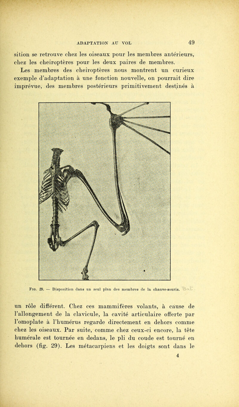 sition se retrouve chez les oiseaux pour les membres antérieurs, chez les chéiroptères pour les deux paires de membres. Les membres des chéiroptères nous montrent un curieux exemple d'adaptation à une fonction nouvelle, on pourrait dire imprévue, des membres postérieurs primitivement destinés à Fig. 29. — Disposition dans un seul plan des membres de la cliauve-souris. un rôle différent. Chez ces mammifères volants, à cause de l'allongement de la clavicule, la cavité articulaire offerte par l'omoplate à l'humérus regarde directement en dehors comme chez les oiseaux. Par suite, comme chez ceux-ci encore, la tête numérale est tournée en dedans, le pli du coude est tourné en dehors (fig. 29). Les métacarpiens et les doigts sont dans le 4