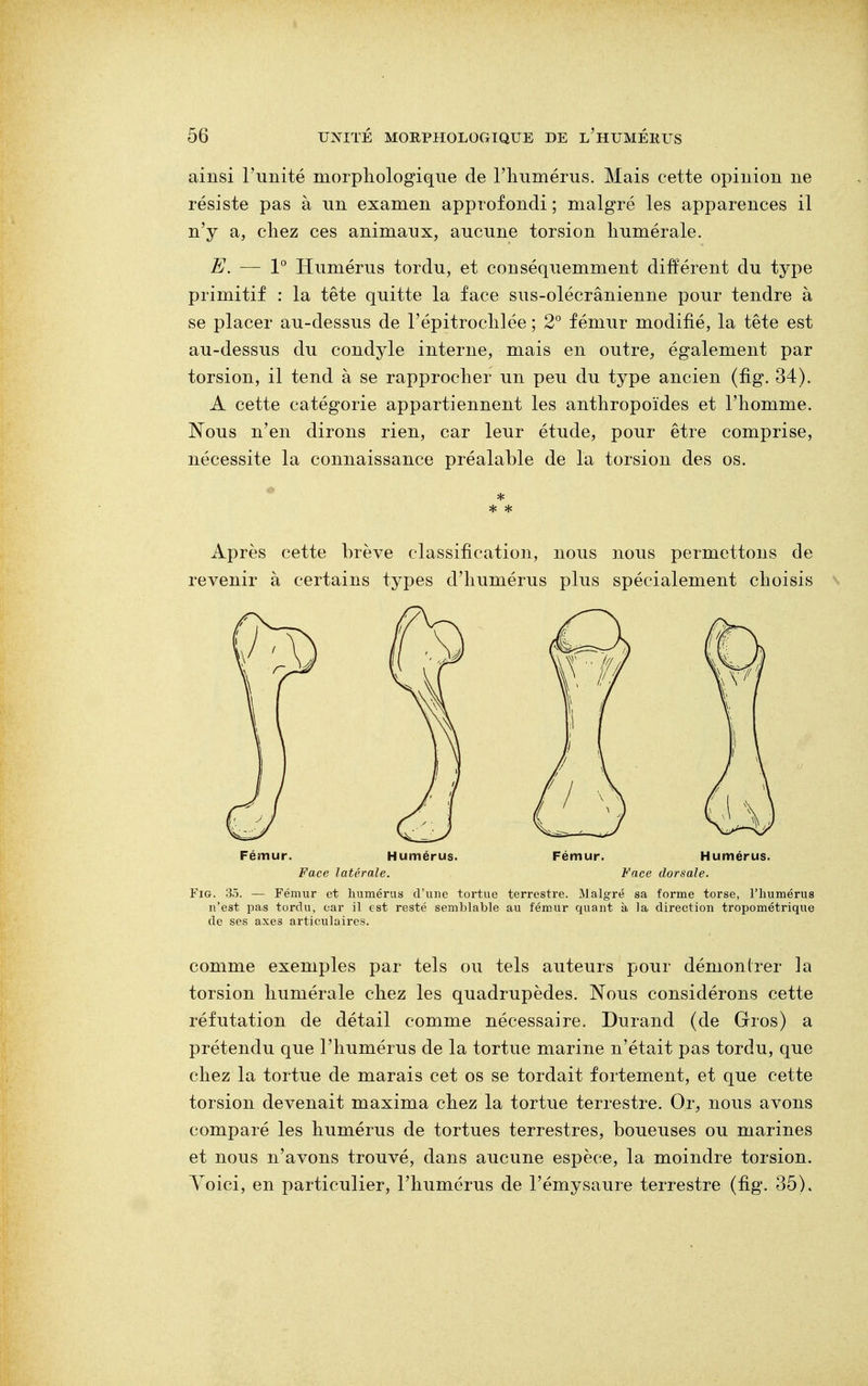 ainsi l'unité morphologique de l'humérus. Mais cette opinion ne résiste pas à un examen approfondi ; malgré les apparences il n'y a, chez ces animaux, aucune torsion numérale. E. — 1° Humérus tordu, et conséquemment différent du type primitif : la tête quitte la face sus-olécrânienne pour tendre à se placer au-dessus de l'épitrochlée ; 2° fémur modifié, la tête est au-dessus du condyle interne, mais en outre, également par torsion, il tend à se rapprocher un peu du type ancien (fig. 34). A cette catégorie appartiennent les anthropoïdes et l'homme. Nous n'en dirons rien, car leur étude, pour être comprise, nécessite la connaissance préalable de la torsion des os. Après cette brève classification, nous nous permettons de revenir à certains types d'humérus plus spécialement choisis Fémur. Humérus. Face latérale. Humérus. Face dorsale. Fig. 35. — Fémur et humérus d'une tortue terrestre. Malgré sa forme torse, l'humérus n'est pas tordu, car il est resté semblable au fémur quant à la direction tropométrique de ses axes articulaires. comme exemples par tels ou tels auteurs pour démontrer la torsion humérale chez les quadrupèdes. Nous considérons cette réfutation de détail comme nécessaire. Durand (de Gros) a prétendu que l'humérus de la tortue marine n'était pas tordu, que chez la tortue de marais cet os se tordait fortement, et que cette torsion devenait maxima chez la tortue terrestre. Or, nous avons comparé les humérus de tortues terrestres, boueuses ou marines et nous n'avons trouvé, dans aucune espèce, la moindre torsion. Yoici, en particulier, l'humérus de l'émysaure terrestre (fig. 35),