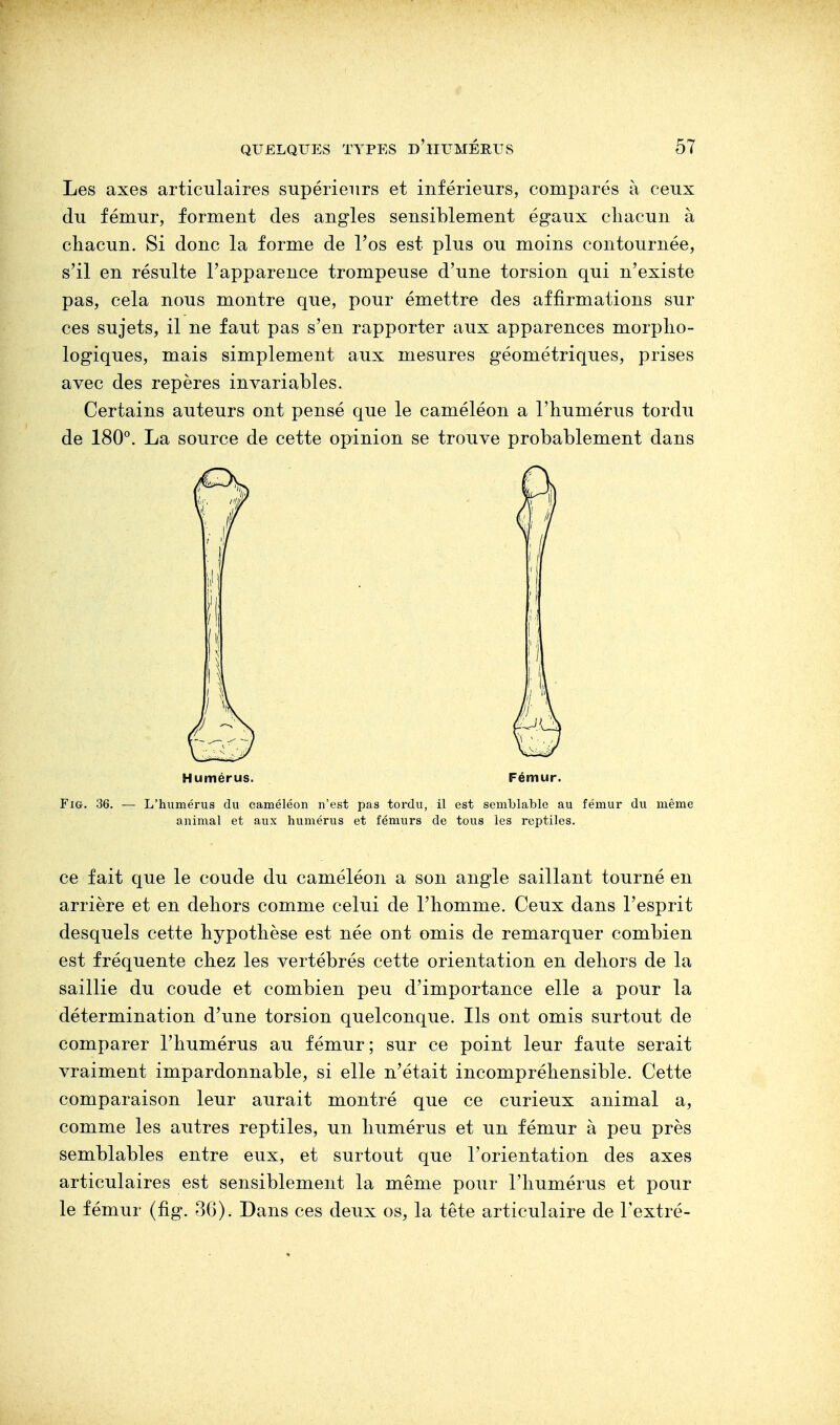 Les axes articulaires supérieurs et inférieurs, comparés à ceux du fémur, forment des angles sensiblement égaux chacun à chacun. Si donc la forme de l'os est plus ou moins contournée, s'il en résulte l'apparence trompeuse d'une torsion qui n'existe pas, cela nous montre que, pour émettre des affirmations sur ces sujets, il ne faut pas s'en rapporter aux apparences morpho- logiques, mais simplement aux mesures géométriques, prises avec des repères invariables. Certains auteurs ont pensé que le caméléon a l'humérus tordu de 180°. La source de cette opinion se trouve probablement dans Humérus. Fémur. Fig. 36. — L'humérus du caméléon n'est pas tordu, il est semblable au fémur du même animal et aux humérus et fémurs de tous les reptiles. ce fait que le coude du caméléon a son angle saillant tourné en arrière et en dehors comme celui de l'homme. Ceux dans l'esprit desquels cette hypothèse est née ont omis de remarquer combien est fréquente chez les vertébrés cette orientation en dehors de la saillie du coude et combien peu d'importance elle a pour la détermination d'une torsion quelconque. Ils ont omis surtout de comparer l'humérus au fémur; sur ce point leur faute serait vraiment impardonnable, si elle n'était incompréhensible. Cette comparaison leur aurait montré que ce curieux animal a, comme les autres reptiles, un humérus et un fémur à peu près semblables entre eux, et surtout que l'orientation des axes articulaires est sensiblement la même pour l'humérus et pour le fémur (fig. 36). Dans ces deux os, la tête articulaire de l'extré-
