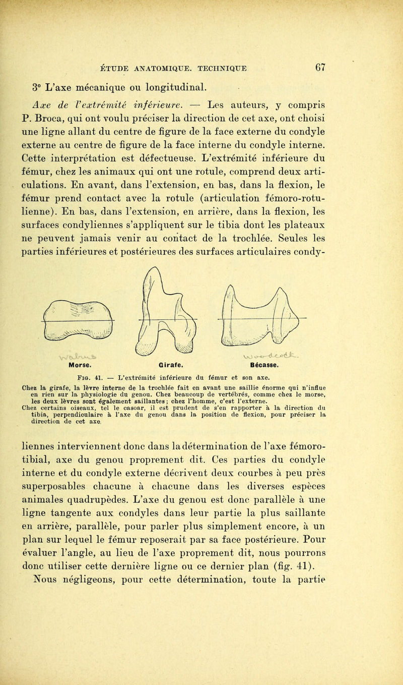 3° L'axe mécanique ou longitudinal. Axe de Vextrémité inférieure. — Les auteurs, y compris P. Broca, qui ont voulu préciser la direction de cet axe, ont choisi une ligne allant du centre de figure de la face externe du condyle externe au centre de figure de la face interne du condyle interne. Cette interprétation est défectueuse. L'extrémité inférieure du fémur, chez les animaux qui ont une rotule, comprend deux arti- culations. En avant, dans l'extension, en bas, dans la flexion, le fémur prend contact avec la rotule (articulation fémoro-rotu- lienne). En bas, dans l'extension, en arrière, dans la flexion, les surfaces condyliennes s'appliquent sur le tibia dont les plateaux ne peuvent jamais venir au contact de la trochlée. Seules les parties inférieures et postérieures des surfaces articulaires condy- Morse. Girafe. Bécasse. Fig. 41. — L'extrémité inférieure du fémur et son axe. Chez la girafe, la lèvre interne de la trochlée fait en avant une saillie énorme qui n'influe en rien sur la physiologie du genou. Chez beaucoup de vertébrés, comme chez le morse, les deux lèvres sont également saillantes ; chez l'homme, c'est l'externe. Chez certains oiseaux, tel le casoar, il est prudent de s'en rapporter à la direction du tibia, perpendiculaire à l'axe du genou dans la position de flexion, pour préciser la direction de cet axe. liennes interviennent donc dans la détermination de l'axe fémoro- tibial, axe du genou proprement dit. Ces parties du condyle interne et du condyle externe décrivent deux courbes à peu près superposables chacune à chacune dans les diverses espèces animales quadrupèdes. L'axe du genou est donc parallèle à une ligne tangente aux condyles dans leur partie la plus saillante en arrière, parallèle, pour parler plus simplement encore, à un plan sur lequel le fémur reposerait par sa face postérieure. Pour évaluer l'angle, au lieu de l'axe proprement dit, nous pourrons donc utiliser cette dernière ligne ou ce dernier plan (fig. 41). Nous négligeons, pour cette détermination, toute la partie