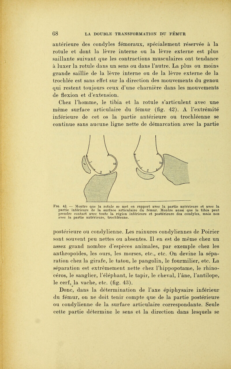 antérieure des condyles fémoraux, spécialement réservée à la rotule et dont la lèvre interne ou la lèvre externe est plus saillante suivant que les contractions musculaires ont tendance à luxer la rotule dans un sens ou dans l'autre. La plus ou moins grande saillie de la lèvre interne ou de la lèvre externe de la trochlée est sans effet sur la direction des mouvements du genou qui restent toujours ceux d'une charnière dans les mouvements de flexion et d'extension. Chez l'homme, le tibia et la rotule s'articulent avec une même surface articulaire du fémur (fig. 42). A l'extrémité inférieure de cet os la partie antérieure ou trochléenne se continue sans aucune ligne nette de démarcation avec la partie Fig. 42. — Montre que la rotule se met en rapport avec la partie antérieure et avec la partie inférieure de la surface articulaire du fémur. Montre aussi que le tibia peut prendre contact avec toute la région inférieure et postérieure des condyles, mais non avec la partie antérieure, trochléenne. postérieure ou condylienne. Les rainures condyliennes de Poirier sont souvent peu nettes ou absentes. Il en est de même chez un assez grand nombre d'espèces animales, par exemple chez les anthropoïdes, les ours, les morses, etc., etc. On devine la sépa- ration chez la girafe, le tatou, le pangolin, le fourmilier, etc. La séparation est extrêmement nette chez l'hippopotame, le rhino- céros, le sanglier, l'éléphant, le tapir, le cheval, l'âne, l'antilope, le cerf, la vache, etc. (fig. 43). Donc, dans la détermination de l'axe épiphysaire inférieur du fémur, on ne doit tenir compte que de la partie postérieure ou condylienne de la surface articulaire correspondante. Seule cette partie détermine le sens et la direction dans lesquels se