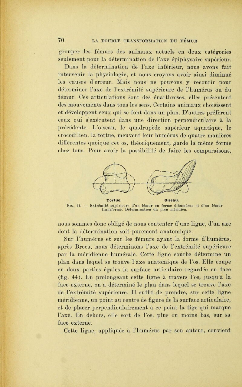 grouper les fémurs des animaux actuels en deux catégories seulement pour la détermination de l'axe épiphysaire supérieur. Dans la détermination de Taxe inférieur, nous avons fait intervenir la physiologie, et nous croyons avoir ainsi diminué les causes d'erreur. Mais nous ne pouvons y recourir pour déterminer l'axe de l'extrémité supérieure de l'humérus ou du fémur. Ces articulations sont des énarthroses, elles présentent des mouvements dans tous les sens. Certains animaux choisissent et développent ceux qui se font dans un plan. D'autres préfèrent ceux qui s'exécutent dans une direction perpendiculaire à la précédente. L'oiseau, le quadrupède supérieur aquatique, le crocodilien, la tortue, meuvent leur humérus de quatre manières différentes quoique cet os, théoriquement, garde la même forme chez tous. Pour avoir la possibilité de faire les comparaisons, Tortue. Oiseau. Fig. 44. — Extrémité supérieure d'un fémur en forme d'humérus et d'un fémur transformé. Détermination du plan méridien. nous sommes donc obligé de nous contenter d'une ligne, d'un axe dont la détermination soit purement anatomique. Sur l'humérus et sur les fémurs ayant la forme d'humérus, après Broca, nous déterminons l'axe de l'extrémité supérieure par la méridienne numérale. Cette ligne courbe détermine un plan dans lequel se trouve l'axe anatomique de l'os. Elle coupe en deux parties égales la surface articulaire regardée en face (fig. 44). En prolongeant cette ligne à travers l'os, jusqu'à la face externe, on a déterminé le plan dans lequel se trouve l'axe de l'extrémité supérieure. Il suffit de prendre, sur cette ligne méridienne, un point au centre de figure de la surface articulaire, et de placer perpendiculairement à ce point la tige qui marque l'axe. En dehors, elle sort de l'os, plus ou moins bas, sur sa face externe. Cette ligne, appliquée à l'humérus par son auteur, convient