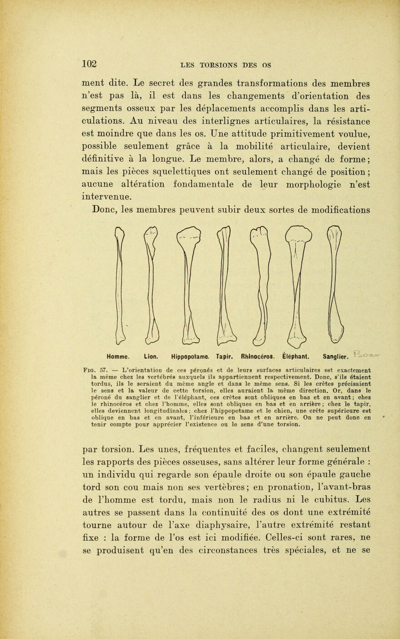 ment dite. Le secret des grandes transformations des membres n'est pas là, il est dans les changements d'orientation des segments osseux par les déplacements accomplis dans les arti- culations. Au niveau des interlignes articulaires, la résistance est moindre que dans les os. Une attitude primitivement voulue, possible seulement grâce à la mobilité articulaire, devient définitive à la longue. Le membre, alors, a changé de forme; mais les pièces squelettiques ont seulement changé de position ; aucune altération fondamentale de leur morphologie n'est intervenue. Donc, les membres peuvent subir deux sortes de modifications Homme. Lion. Hippopotame. Tapir. Rhinocéros. Éléphant. Sanglier. Fio. 57. — L'orientation de ces péronés et de leurs surfaces articulaires est exactement la même chez les vertébrés auxquels ils appartiennent respectivement. Donc, s'ils étaient tordus, ils le seraient du même angle et dans le même sens. Si les crêtes précisaient le sens et la valeur de cette torsion, elles auraient la même direction. Or, dans le péroné du sanglier et de l'éléphant, ces crêtes sont obliques en bas et en avant ; chez le rhinocéros et chez l'homme, elles sont obliques en bas et en arrière ; chez le tapir, elles deviennent longitudinales ; chez l'hippopotame et le chien, une crête supérieure est oblique en bas et en avant, l'inférieure en bas et en arrière. On ne peut donc en tenir oompte pour apprécier l'existence ou le sens d'une torsion. par torsion. Les unes, fréquentes et faciles, changent seulement les rapports des pièces osseuses, sans altérer leur forme générale : un individu qui regarde son épaule droite ou son épaule gauche tord son cou mais non ses vertèbres ; en pronation, l'avant-bras de l'homme est tordu, mais non le radius ni le cubitus. Les autres se passent dans la continuité des os dont une extrémité tourne autour de l'axe diaphysaire, l'autre extrémité restant fixe : la forme de l'os est ici modifiée. Celles-ci sont rares, ne se produisent qu'en des circonstances très spéciales, et ne se