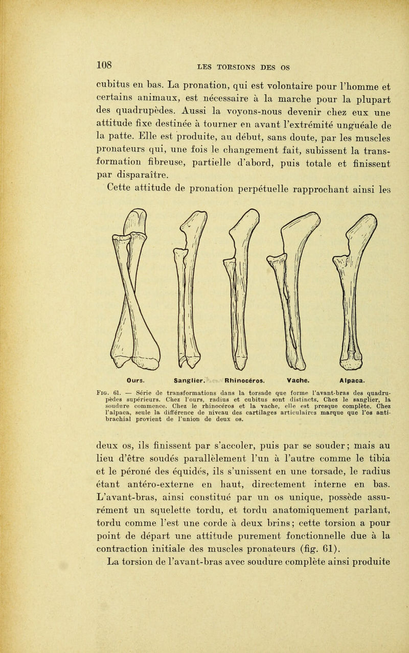cubitus en bas. La pronation, qui est volontaire pour l'homme et certains animaux, est nécessaire à la marche pour la plupart des quadrupèdes. Aussi la voyons-nous devenir chez eux une attitude fixe destinée à tourner en avant l'extrémité unguéale de la patte. Elle est produite, au début, sans doute, par les muscles pronateurs qui, une fois le changement fait, subissent la trans- formation fibreuse, partielle d'abord, puis totale et finissent par disparaître. Cette attitude de pronation perpétuelle rapprochant ainsi les Ours. Sanglier. Rhinocéros. Vache. Alpaca. Fig. 61. — Série de transformations dans la torsade que forme l'avant-bras des quadru- pèdes supérieurs. Chez l'ours, radius et cubitus sont distincts. Chez le sanglier, la soudure commence. Chez le rhinocéros et la vache, elle est presque complète. Chez l'alpaca, seule la différence de niveau des cartilages articulaires marque que l'os anti- brachial provient de l'union de deux os. deux os, ils finissent par s'accoler, puis par se souder ; mais au lieu d'être soudés parallèlement l'un à l'autre comme le tibia et le péroné des équidés, ils s'unissent en une torsade, le radius étant antéro-externe en haut, directement interne en bas. L'avant-bras, ainsi constitué par un os unique, possède assu- rément un squelette tordu, et tordu anatomiquement parlant, tordu comme l'est une corde à deux brins ; cette torsion a pour point de départ une attitude purement fonctionnelle due à la contraction initiale des muscles pronateurs (fig. 61). La torsion de l'avant-bras avec soudure complète ainsi produite