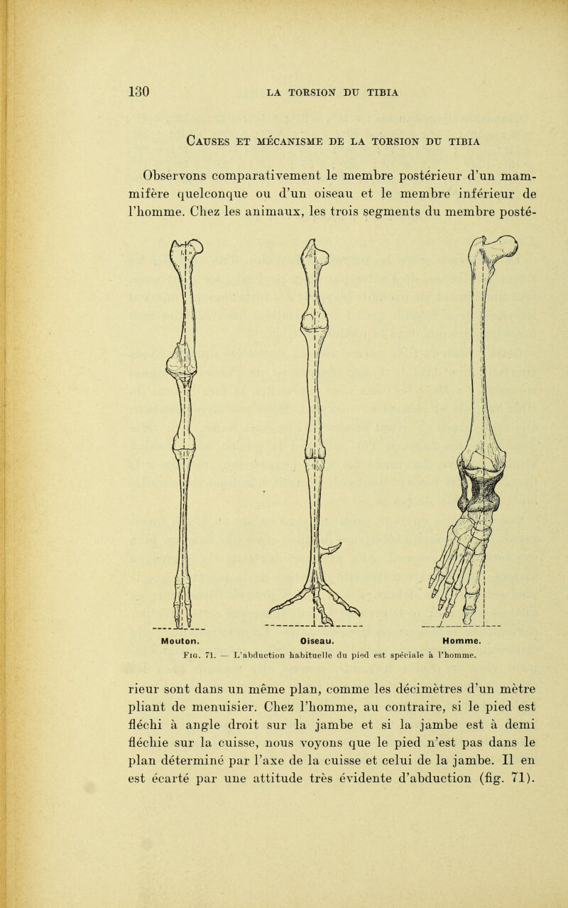 Causes et mécanisme de la torsion du tibia Observons comparativement le membre postérieur d'un mam- mifère quelconque ou d'un oiseau et le membre inférieur de l'homme. Chez les animaux, les trois segments du membre posté- Mouton. Oiseau. Homme. Fig. 71. — L'abduction habituelle du pied est spéciale à l'homme. rieur sont dans un même plan, comme les décimètres d'un mètre pliant de menuisier. Chez l'homme, au contraire, si le pied est fléchi à angle droit sur la jambe et si la jambe est à demi fléchie sur la cuisse, nous voyons que le pied n'est pas dans le plan déterminé par l'axe de la cuisse et celui de la jambe. Il en est écarté par une attitude très évidente d'abduction (fig. 71).