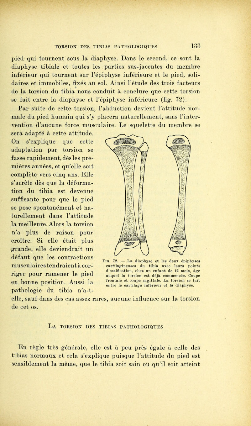 pied qui tournent sous la diaphyse. Dans le second, ce sont la diaphyse tibiale et toutes les parties sus-jacentes du membre inférieur qui tournent sur l'épiphyse inférieure et le pied, soli- daires et immobiles, fixés au sol. Ainsi l'étude des trois facteurs de la torsion du tibia nous conduit à conclure que cette torsion se fait entre la diaphyse et l'épiphyse inférieure (fig. 72). Par suite de cette torsion, l'abduction devient l'attitude nor- male du pied humain qui s'y placera naturellement, sans l'inter- vention d'aucune force musculaire. Le squelette du membre se sera adapté à cette attitude. On s'explique que cette adaptation par torsion se fasse rapidement, dès les pre- mières années, et qu'elle soit complète vers cinq ans. Elle s'arrête dès que la déforma- tion du tibia est devenue suffisante pour que le pied se pose spontanément et na- turellement dans l'attitude la meilleure. Alors la torsion n'a plus de raison pour croître. Si elle était plus grande, elle deviendrait un défaut que les contractions musculaires tendraient à cor- riger pour ramener le pied en bonne position. Aussi la pathologie du tibia n'a-t- elle, sauf dans des cas assez rares, aucune influence sur la torsion de cet os. Fig. 72. — La diaphyse et les deux épiphyses cartilagineuses du tibia avec leurs points d'ossification, chez un enfant de 12 mois, âge auquel la torsion est déjà commencée. Coupe frontale et coupe sagittale. La torsion se fait entre le cartilage inférieur et la diaphyse. La torsion des tibias pathologiques En règle très générale, elle est à peu près égale à celle des tibias normaux et cela s'explique puisque l'attitude du pied est sensiblement la même, que le tibia soit sain ou qu'il soit atteint