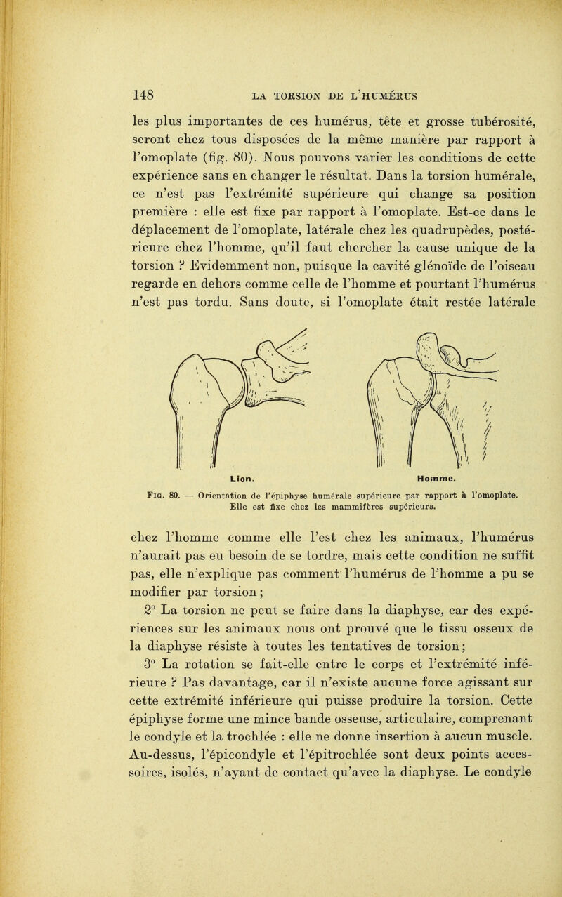 les plus importantes de ces humérus, tête et grosse tubérosité, seront chez tous disposées de la même manière par rapport à l'omoplate (fig. 80). Nous pouvons varier les conditions de cette expérience sans en changer le résultat. Dans la torsion numérale, ce n'est pas l'extrémité supérieure qui change sa position première : elle est fixe par rapport à l'omoplate. Est-ce dans le déplacement de l'omoplate, latérale chez les quadrupèdes, posté- rieure chez l'homme, qu'il faut chercher la cause unique de la torsion ? Evidemment non, puisque la cavité glénoïde de l'oiseau regarde en dehors comme celle de l'homme et pourtant l'humérus n'est pas tordu. Sans doute, si l'omoplate était restée latérale Fig. 80. — Orientation de l'épiphyse numérale supérieure par rapport à l'omoplate. Elle est fixe chez les mammifères supérieurs. chez l'homme comme elle l'est chez les animaux, l'humérus n'aurait pas eu besoin de se tordre, mais cette condition ne suffit pas, elle n'explique pas comment l'humérus de l'homme a pu se modifier par torsion; 2° La torsion ne peut se faire dans la diaphyse, car des expé- riences sur les animaux nous ont prouvé que le tissu osseux de la diaphyse résiste à toutes les tentatives de torsion; 3° La rotation se fait-elle entre le corps et l'extrémité infé- rieure ? Pas davantage, car il n'existe aucune force agissant sur cette extrémité inférieure qui puisse produire la torsion. Cette épiphyse forme une mince bande osseuse, articulaire, comprenant le condyle et la trochlée : elle ne donne insertion à aucun muscle. Au-dessus, l'épicondyle et l'épitrochlée sont deux points acces- soires, isolés, n'ayant de contact qu'avec la diaphyse. Le condyle