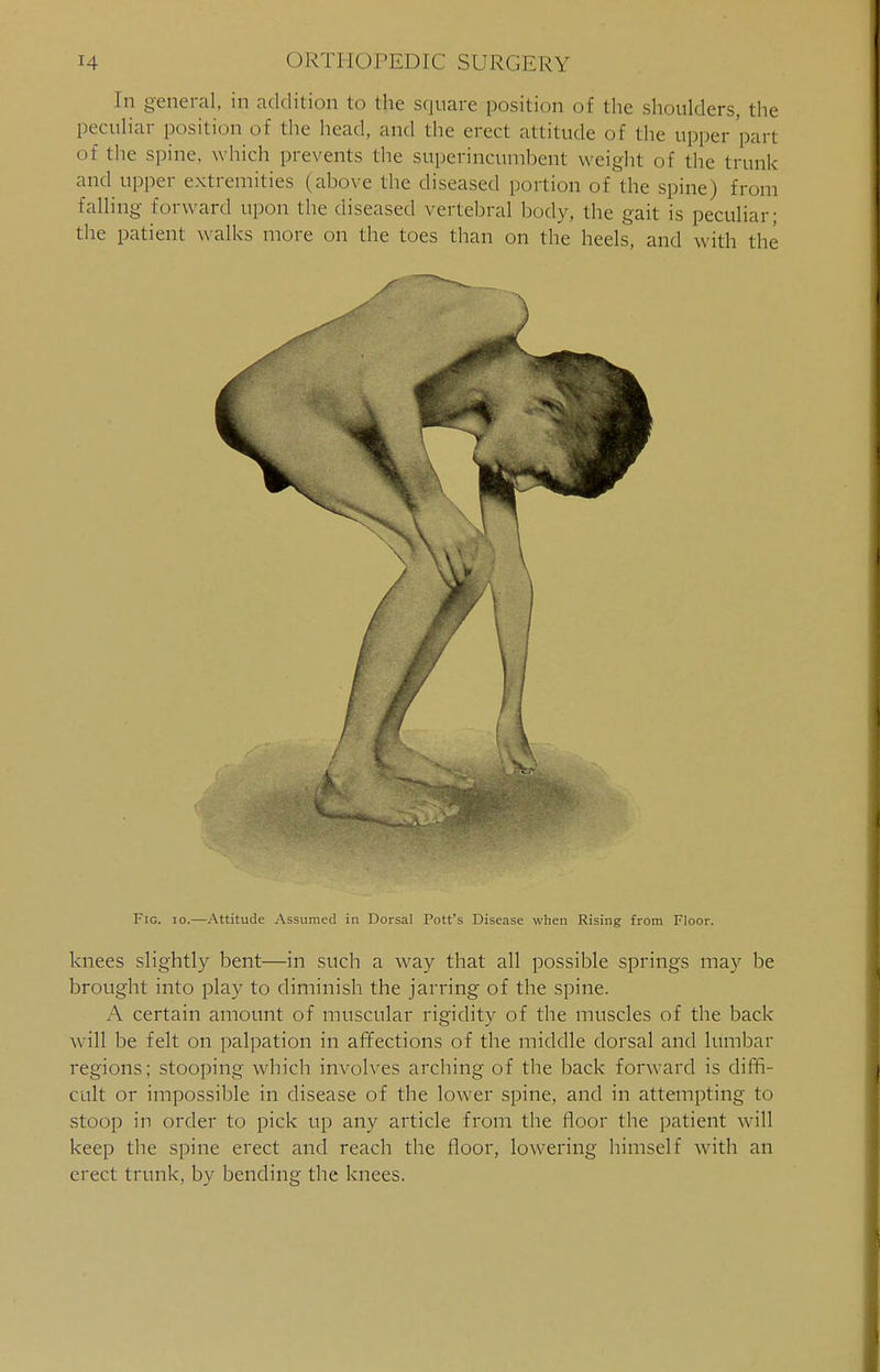 In general, in addition to the square position of the shoulders, the peculiar position of the head, and the erect attitude of the upper pan of the spine which prevents the superincumbent weight of the trunk and upper extremities (above the diseased portion of the spine) from falling forward upon the diseased vertebral body, the gait is peculiar; the patient walks more on the toes than on the heels, and with the Fig. io.—Attitude Assumed in Dorsal Pott's Disease when Rising from Floor. knees slightly bent—in such a way that all possible springs may be brought into play to diminish the jarring of the spine. A certain amount of muscular rigidity of the muscles of the back w ill be felt on palpation in affections of the middle dorsal and lumbar regions; stooping which involves arching of the back forward is diffi- cult or impossible in disease of the lower spine, and in attempting to stoop in order to pick up any article from the floor the patient will keep the spine erect and reach the floor, lowering himself with an erect trunk, by bending the knees.