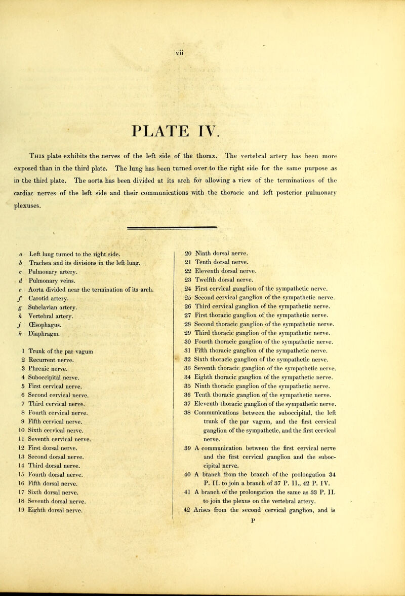 PLATE IV. This plate exhibits the nerves of the left side of the thorax. The vertebral artery has been more exposed than in the third plate. The lung has been turned over to the right side for the same purpose as in the third plate. The aorta has been divided at its arch for allowing a view of the terminations of the cardiac nerves of the left side and their communications with the thoracic and left posterior pulmonary plexuses. a Left lung turned to the right side. b Trachea and its divisions in the left lung. c Pulmonary artery. d Pulmonary veins. e Aorta divided near the termination of its arch. / Carotid artery. g Subclavian artery. h Vertebral artery. j (Esophagus. k Diaphragm. 1 Trunk of the par vagum 2 Recurrent nerve. 3 Phrenic nerve. 4 Suboccipital nerve. 5 First cervical nerve. 6 Second cervical nerve. 7 Third cervical nerve. 8 Fourth cervical nerve. 9 Fifth cervical nerve. 10 Sixth cervical nerve. 11 Seventh cervical nerve. 12 First dorsal nerve. 13 Second dorsal nerve. 14 Third dorsal nerve. 15 Fourth dorsal nerve. 16 Fifth dorsal nerve. 17 Sixth dorsal nerve. 18 Seventh dorsal nerve. 19 Eighth dorsal nerve. 20 Ninth dorsal nerve. 21 Tenth dorsal nerve. 22 Eleventh dorsal nerve. 23 Twelfth dorsal nerve. 24 First cervical ganglion of the sympathetic nerve. 25 Second cervical ganglion of the sympathetic nerve. 26 Third cervical ganglion of the sympathetic nerve. 27 First thoracic ganglion of the sympathetic nerve. 28 Second thoracic ganglion of the sympathetic nerve. 29 Third thoracic ganglion of the sympathetic nerve. 30 Fourth thoracic ganglion of the sympathetic nerve. 31 Fifth thoracic ganglion of the sympathetic nerve. 32 Sixth thoracic ganglion of the sympathetic nerve. 33 Seventh thoracic ganglion of the sympathetic nerve. 34 Eighth thoracic ganglion of the sympathetic nerve. 33 Ninth thoracic ganglion of the sympathetic nerve. 36 Tenth thoracic ganglion of the sympathetic nerve. 37 Eleventh thoracic ganglion of the sympathetic nerve. 38 Communications between the suboccipital, the left trunk of the par vagum, and the first cervical ganglion of the sympathetic, and the first cervical nerve. 39 A communication between the first cervical nerve and the first cervical ganglion and the suboc- cipital nerve. 40 A branch from the branch of the prolongation 34 P. II. to join a branch of 37 P. II., 42 P. IV. 41 A branch of the prolongation the same as 33 P. II. to join the plexus on the vertebral artery. 42 Arises from the second cervical ganglion, and is