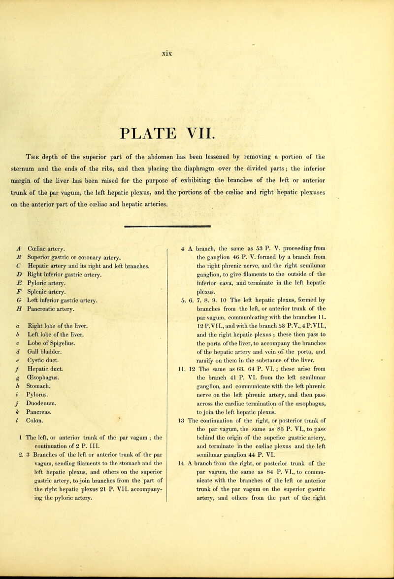 PLATE VII. The depth of the superior part of the abdomen has been lessened by removing a portion of the sternum and the ends of the ribs, and then placing the diaphragm over the divided parts; the inferior margin of the liver has been raised for the purpose of exhibiting the branches of the left or anterior trunk of the par vagum, the left hepatic plexus, and the portions of the cceliac and right hepatic plexuses on the anterior part of the cceliac and hepatic arteries. A Cceliac artery. B Superior gastric or coronary artery. C Hepatic artery and its right and left branches. JD Right inferior gastric artery. E Pyloric artery. F Splenic artery. G Left inferior gastric artery. . H Pancreatic artery. a Right lobe of the liver. b Left lobe of the liver, c Lobe of Spigelius. d Gall bladder. e Cystic duct. / Hepatic duct. g CEsophagus. h Stomach. i Pylorus. j Duodenum. k Pancreas. / Colon. 1 The left, or anterior trunk of the par vagum ; the continuation of 2 P. III. 2. 3 Branches of the left or anterior trunk of the par vagum, sending filaments to the stomach and the left hepatic plexus, and others on the superior gastric artery, to join branches from the part of the right hepatic plexus 21 P. VII. accompany- ing the pyloric artery. 4 A branch, the same as 53 P. V. proceeding from the ganglion 46 P. V. formed by a branch from the right phrenic nerve, and the right semilunar ganglion, to give filaments to the outside of the inferior cava, and terminate in the left hepatic plexus. 5. 6. 7. 8. 9. 10 The left hepatic plexus, formed by branches from the left, or anterior trunk of the par vagum, communicating with the branches 11. 12 P. VII., and with the branch 53 P. V., 4 P. VII., and the right hepatic plexus ; these then pass to the porta of the liver, to accompany the branches of the hepatic artery and vein of the porta, and ramify on them in the substance of the liver. 11. 12 The same as 63. 64 P. VI. ; these arise from the branch 41 P. VI. from the left semilunar ganglion, and communicate with the left phrenic nerve on the left phrenic artery, and then pass across the cardiac termination of the oesophagus, to join the left hepatic plexus. 13 The continuation of the right, or posterior trunk of the par vagum, the same as 83 P. VI., to pass behind the origin of the superior gastric artery, and terminate in the cceliac plexus and the left semilunar ganglion 44 P. VI. 14 A branch from the right, or posterior trunk of the par vagum, the same as 84 P. VI., to commu- nicate with the branches of the left or anterior trunk of the par vagum on the superior gastric artery, and others from the part of the right