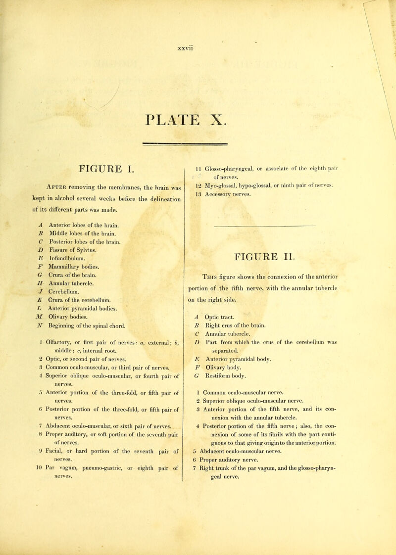 XXV] 1 PLATE X. FIGURE I. After removing the membranes, the brain was kept in alcohol several weeks before the delineation of its different parts was made. A Anterior lobes of the brain. B Middle lobes of the brain. C Posterior lobes of the brain. D Fissure of Sylvius. E Infundibulum. F Mammillary bodies. G Crura of the brain. H Annular tubercle. J Cerebellum. K Crura of the cerebellum. L Anterior pyramidal bodies. M Olivary bodies. N Beginning- of the spinal chord. 1 Olfactory, or first pair of nerves: a, external; b, middle; c, internal root. 2 Optic, or second pair of nerves. 3 Common oculo-muscular, or third pair of nerves. 4 Superior oblique oculo-muscular, or fourth pair of nerves. 5 Anterior portion of the three-fold, or fifth pair of nerves. 6 Posterior portion of the three-fold, or fifth pair of nerves. 7 Abducent oculo-muscular, or sixth pair of nerves. 8 Proper auditory, or soft portion of the seventh pair of nerves. 9 Facial, or hard portion of the seventh pair of nerves. 10 Par vagum, pneumo-gastric, or eighth pair of nerves. 11 Glosso-pharyngeal, or associate of the eighth pair of nerves. 12 Myo-glossal, hypo-glossal, or ninth pair of nerves. 13 Accessory nerves. FIGURE 11. This figure shows the connexion of the anterior portion of the fifth nerve, with the annular tubercle on the right side. A Optic tract. B Right crus of the brain. C Annular tubercle. D Part from which the crus of the cerebellum was separated. E Anterior pyramidal body. F Olivary body. G Restiform body. 1 Common oculo-muscular nerve. 2 Superior oblique oculo-muscular nerve. 3 Anterior portion of the fifth nerve, and its con- nexion with the annular tubercle. 4 Posterior portion of the fifth nerve; also, the con- nexion of some of its fibrils with the part conti- guous to that giving originto the anterior portion. 5 Abducent oculo-muscular nerve. 6 Proper auditory nerve. 7 Right trunk of the par vagum, and the glosso-pharyn- geal nerve.
