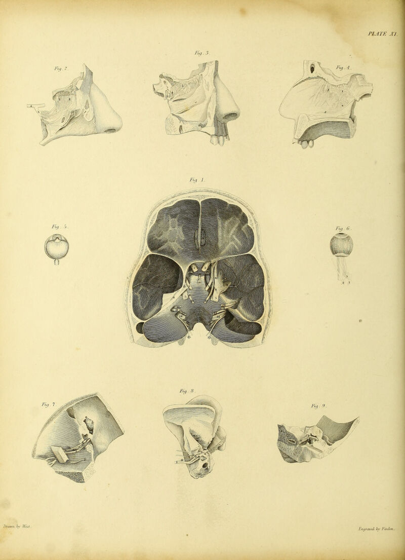 PLATE A'J.