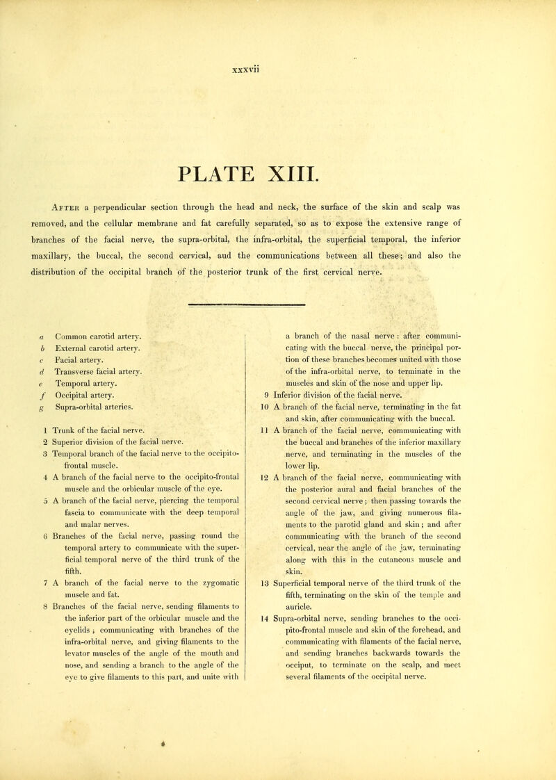 xxxvii PLATE XIII. After a perpendicular section through the head and neck, the surface of the skin and scalp was removed, and the cellular membrane and fat carefully separated, so as to expose the extensive range of branches of the facial nerve, the supra-orbital, the infra-orbital, the superficial temporal, the inferior maxillary, the buccal, the second cervical, aud the communications between all these; and also the distribution of the occipital branch of the posterior trunk of the first cervical nerve. a Common carotid artery. b External carotid artery. c Facial artery. d Transverse facial artery. e Temporal artery. / Occipital artery. g Supra-orbital arteries. 1 Trunk of the facial nerve. 2 Superior division of the facial nerve. 3 Temporal branch of the facial nerve to the occipito- frontal muscle. 4 A branch of the facial nerve to the occipito-frontal muscle and the orbicular muscle of the eye. 5 A branch of the facial nerve, piercing the temporal fascia to communicate with the deep temporal and malar nerves. 6 Branches of the facial nerve, passing round the temporal artery to communicate with the super- ficial temporal nerve of the third trunk of the fifth. 7 A branch of the facial nerve to the zygomatic muscle and fat. 8 Branches of the facial nerve, sending filaments to the inferior part of the orbicular muscle and the eyelids ; communicating with branches of the infra-orbital nerve, and giving filaments to the levator muscles of the angle of the mouth and nose, and sending a branch to the angle of the eye to give filaments to this part, and unite with a branch of the nasal nerve : after communi- cating \nth the buccal nerve, the principal por- tion of these branches becomes united with those of the infra-orbital nerve, to terminate in the muscles and skin of the nose and upper lip. 9 Inferior division of the facial nerve. 10 A branch of the facial nerve, terminating in the fat and skin, after communicating with the buccal. 11 A branch of the facial nerve, communicating with the buccal and branches of the inferior maxillary nerve, and terminating in the muscles of the lower lip. 12 A branch of the facial nerve, communicating with the posterior aural and facial branches of the second cervical nerve ; then passing towards the angle of the jaw, and giving numerous fila- ments to the parotid gland and skin; and after communicating with the branch of the second cervical, near the angle of the jaw, terminating along with this in the cutaneous muscle and skin. 13 Superficial temporal nerve of the third trunk of the fifth, terminating on the skin of the temple and auricle. 14 Supra-orbital nerve, sending branches to the occi- pito-frontal muscle and skin of the forehead, and communicating with filaments of the facial nerve, and sending branches backwards towards the occiput, to terminate on the scalp, and meet several filaments of the occipital nerve. 4