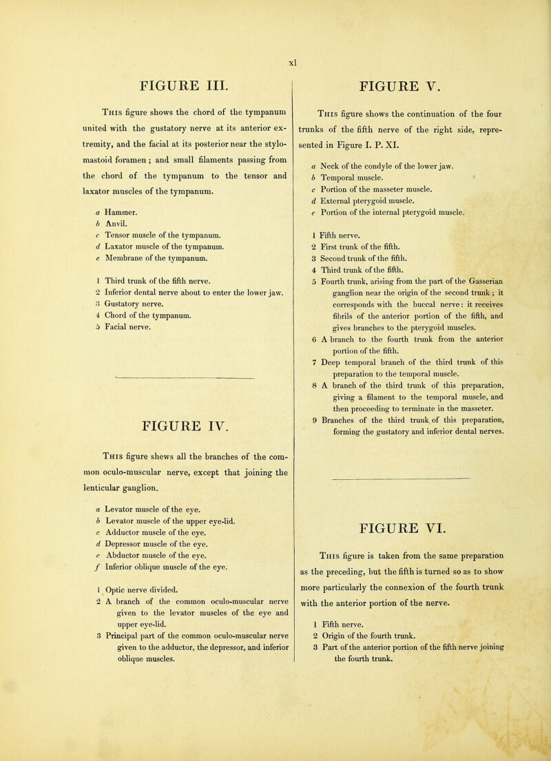 FIGURE III. This figure shows the chord of the tympanum united with the gustatory nerve at its anterior ex- tremity, and the facial at its posterior near the stylo- mastoid foramen; and small filaments passing from the chord of the tympanum to the tensor and laxator muscles of the tympanum. a Hammer. b Anvil. c Tensor muscle of the tympanum. d Laxator muscle of the tympanum. e Membrane of the tympanum. 1 Third trunk of the fifth nerve. 2 Inferior dental nerve about to enter the lower jaw. •3 Gustatory nerve. 4 Chord of the tympanum. 5 Facial nerve. FIGURE IV. This figure shews all the branches of the com- mon oculo-muscular nerve, except that joining the lenticular ganglion. a Levator muscle of the eye. b Levator muscle of the upper eye-lid. c Adductor muscle of the eye. d Depressor muscle of the eye. e Abductor muscle of the eye. / Inferior oblique muscle of the eye. 1 Optic nerve divided. 2 A branch of the common oculo-muscular nerve given to the levator muscles of the eye and upper eye-lid. 3 Principal part of the common oculo-muscular nerve given to the adductor, the depressor, and inferior oblique muscles. FIGURE V. This figure shows the continuation of the four trunks of the fifth nerve of the right side, repre- sented in Figure I. P. XI. a Neck of the condyle of the lower jaw. b Temporal muscle. ' c Portion of the masseter muscle. d External pterygoid muscle. e Portion of the internal pterygoid muscle. 1 Fifth nerve. 2 First trunk of the fifth. 3 Second trunk of the fifth. 4 Third trunk of the fifth. 5 Fourth trunk, arising from the part of the Gasserian ganglion near the origin of the second trunk ; it corresponds with the buccal nerve: it receives fibrils of the anterior portion of the fifth, and gives branches to the pterygoid muscles. 6 A branch to the fourth trunk from the anterior portion of the fifth. 7 Deep temporal branch of the third trunk of this preparation to the temporal muscle. 8 A branch of the third trunk of this preparation, giving a filament to the temporal muscle, and then proceeding to terminate in the masseter. 9 Branches of the third trunk of this preparation, forming the gustatory and inferior dental nerves. FIGURE VI. This figure is taken from the same preparation as the preceding, but the fifth is turned so as to show more particularly the connexion of the fourth trunk with the anterior portion of the nerve. 1 Fifth nerve. 2 Origin of the fourth trunk. 3 Part of the anterior portion of the fifth nerve joining the fourth trunk.