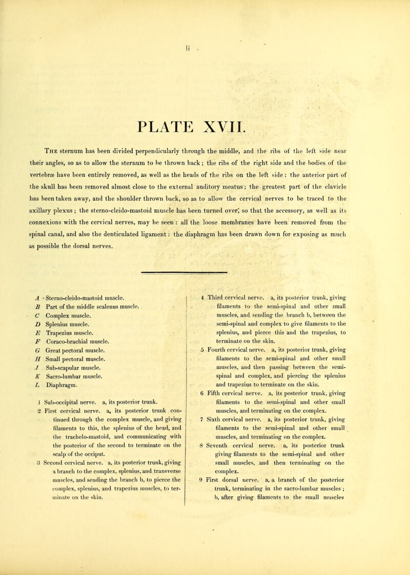 PLATE XVII. The sternum has been divided perpendicularly through the middle, and the ribs of the left side near their angles, so as to allow the sternum to be thrown back; the ribs of the right side and the bodies of the vertebrae have been entirely removed, as well as the heads of the ribs on the left side : the anterior part of the skull has been removed almost close to the external auditory meatus; the greatest part of the clavicle has been taken away, and the shoulder thrown back, so as to allow the cervical nerves to be traced to the axillary plexus; the sterno-cleido-mastoid muscle has been turned over,' so that the accessory, as well as its connexions with the cervical nerves, may be seen : all the loose membranes have been removed from the spinal canal, and also the denticulated ligament: the diaphragm has been drawn down for exposing as much as possible the dorsal nerves. A ' Sterno-cleido-mastoid muscle. B Part of the middle scalenus muscle. . C Complex muscle. D Splenius muscle. E Trapezius muscle. F Coraco-brachial muscle. G Great pectoral muscle. H Small pectoral muscle. J Sub-scapular muscle. K Sacro-lumbar muscle. L Diaphragm. 1 Sub-occipital nerve, a, its posterior trunk. 2 First cervical nerve, a, its posterior trunk con- tinued through the complex muscle, and giving filaments to this, the splenius of the head, and the trachelo-mastoid, and communicating with the posterior of the second to terminate on the scalp of the occiput. S Second cervical nerve, a, its posterior trunk, giving a branch to the complex, splenius, and transverse muscles, and sending the branch b, to pierce the complex, splenius, and trapezius muscles, to ter- minate on the skin. 4 Third cervical nerve, a, its posterior trunk, giving filaments to the semi-spinal and other small muscles, and sending the branch b, between the semi-spinal and complex to give filaments to the splenius, and pierce this and the trapezius, to terminate on the skin. 3 Fourth cervical nerve, a, its posterior trunk, giving filaments to the semi-spinal and other small muscles, and then passing between the semi- spinal and complex, and piercing the splenius and trapezius to terminate on the skin. 6 Fifth cervical nerve, a, its posterior trunk, giving ■ filaments to the semi-spinal and other small muscles, and terminating on the complex. 7 Sixth cervical nerve, a, its posterior trunk, giving filaments to the semi-spinal and other small muscles, and terminating on the complex. 8 Seventh cervical nerve, a, its posterior trunk giving filaments to the semi-spinal and other small muscles, and then terminating on the complex. 9 First dorsal nerve, a, a branch of the posterior trunk, terminating in the sacro-lumbar muscles ; b, after giving filaments to the small muscles