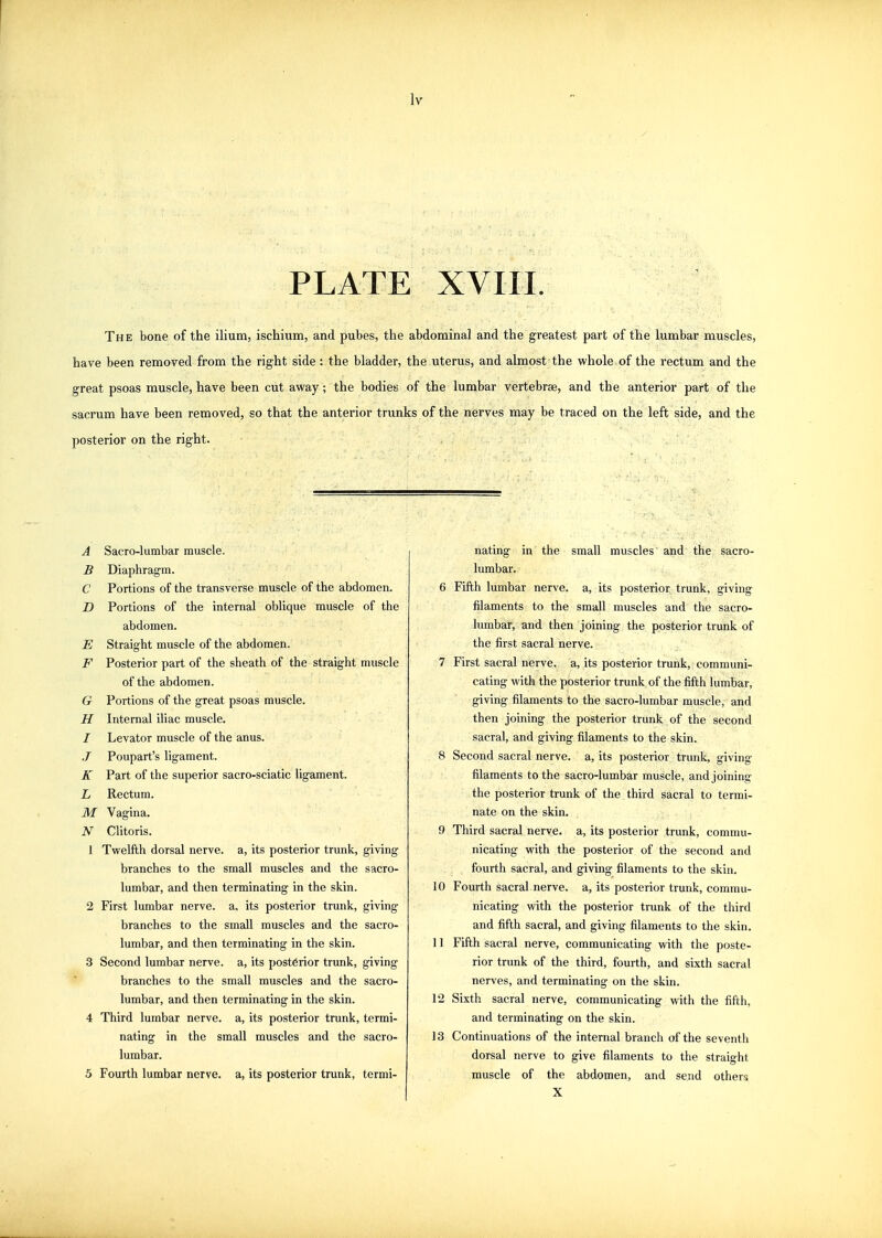 PLATE XVIII. The bone of the ilium, ischium, and pubes, the abdominal and the greatest part of the lumbar muscles, have been removed from the right side: the bladder, the uterus, and almost the whole of the rectum and the great psoas muscle, have been cut away; the bodies of the lumbar vertebrae, and the anterior part of the sacrum have been removed, so that the anterior trunks of the nerves may be traced on the left side, and the posterior on the right. A Sacro-lumbar muscle. B Diaphragm. C Portions of the transverse muscle of the abdomen. D Portions of the internal oblique muscle of the abdomen. E Straight muscle of the abdomen. F Posterior part of the sheath of the straight muscle of the abdomen. G Portions of the great psoas muscle. H Internal iliac muscle. / Levator muscle of the anus. .7 Poupart's ligament. K Part of the superior sacro-sciatic ligament. L Rectum. M Vagina. N Clitoris. 1 Twelfth dorsal nerve, a, its posterior trunk, giving branches to the small muscles and the sacro- lumbar, and then terminating in the skin. 2 First lumbar nerve, a, its posterior trunk, giving branches to the small muscles and the sacro- lumbar, and then terminating in the skin. 3 Second lumbar nerve, a, its posterior trunk, giving branches to the small muscles and the sacro- lumbar, and then terminating in the skin. 4 Third lumbar nerve, a, its posterior trunk, termi- nating in the small muscles and the sacro- lumbar. 5 Fourth lumbar nerve, a, its posterior trunk, termi- nating in the small muscles and the sacro- lumbar. 6 Fifth lumbar nerve, a, its posterior trunk, giving filaments to the small muscles and the sacro- lumbar, and then joining the posterior trunk of the first sacral nerve. 7 First sacral nerve, a, its posterior trunk, communi- cating with the posterior trunk of the fifth lumbar, giving filaments to the sacro-lumbar muscle, and then joining the posterior trunk of the second sacral, and giving filaments to the skin. 8 Second sacral nerve, a, its posterior trunk, giving filaments to the sacro-lumbar muscle, and joining the posterior trunk of the third sacral to termi- nate on the skin. 9 Third sacral nerve, a, its posterior trunk, commu- nicating with the posterior of the second and fourth sacral, and giving filaments to the skin. 10 Fourth sacral nerve, a, its posterior trunk, commu- nicating with the posterior trunk of the third and fifth sacral, and giving filaments to the skin. 11 Fifth sacral nerve, communicating with the poste- rior trunk of the third, fourth, and sixth sacral nerves, and terminating on the skin. 12 Sixth sacral nerve, communicating with the fifth, and terminating on the skin. 13 Continuations of the internal branch of the seventh dorsal nerve to give filaments to the straight muscle of the abdomen, and send others