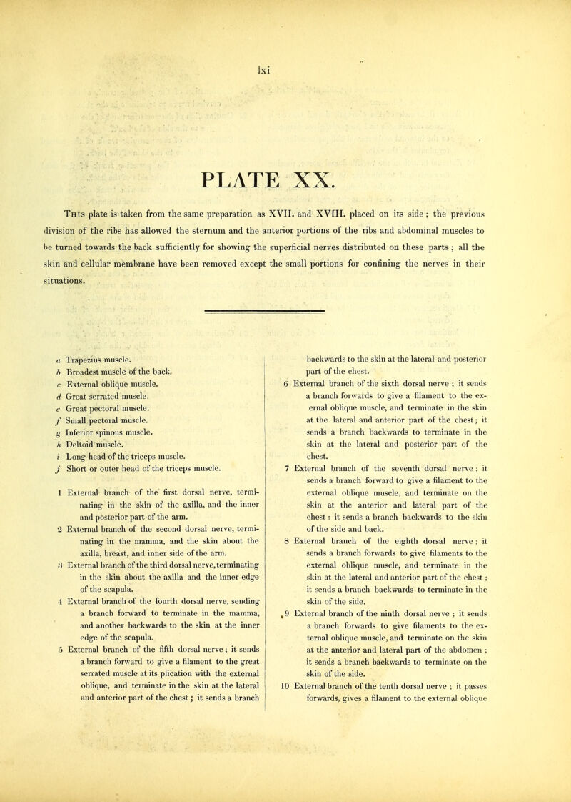 PLATE XX. This plate is taken from the same preparation as XVII. and XVIII. placed on its side ; the previous division of the ribs has allowed the sternum and the anterior portions of the ribs and abdominal muscles to he turned towards the back sufficiently for showing- the superficial nerves distributed on these parts ; all the skin and cellular membrane have been removed except the small portions for confining the nerves in their situations. a Trapezius muscle. b Broadest muscle of the back. c External oblique muscle. d Great serrated muscle. e Great pectoral muscle. / Small pectoral muscle. g Inferior spinous muscle. k Deltoid muscle. i Long head of the triceps muscle. j Short or outer head of the triceps muscle. 1 External branch of the first dorsal nerve, termi- nating in the skin of the axilla, and the inner and posterior part of the arm. 2 External branch of the second dorsal nerve, termi- nating in the mamma, and the skin about the axilla, breast, and inner side of the arm. 3 External branch of the third dorsal nerve, terminating in the skin about the axilla and the inner edge of the scapula. 4 External branch of the fourth dorsal nerve, sending a branch forward to terminate in the mamma, and another backwards to the skin at the inner edge of the scapula. 5 External branch of the fifth dorsal nerve; it sends a branch forward to give a filament to the great serrated muscle at its plication with the external oblique, and terminate in the skin at the lateral and anterior part of the chest; it sends a branch backwards to the skin at the lateral and posterior part of the chest. 6 External branch of the sixth dorsal nerve ; it sends a branch forwards to give a filament to the ex- ernal oblique muscle, and terminate in the skin at the lateral and anterior part of the chest; it sends a branch backwards to terminate in the skin at the lateral and posterior part of the chest. 7 External branch of the seventh dorsal nerve ; it sends a branch forward to give a filament to the external oblique muscle, and terminate on the skin at the anterior and lateral part of the chest: it sends a branch backwards to the skin of the side and back. 8 External branch of the eighth dorsal nerve ; it sends a branch forwards to give filaments to the external oblique muscle, and terminate in the skin at the lateral and anterior part of the chest; it sends a branch backwards to terminate in the skin of the side. , 9 External branch of the ninth dorsal nerve ; it sends a branch forwards to give filaments to the ex- ternal oblique muscle, and terminate on the skin at the anterior and lateral part of the abdomen ; it sends a branch backwards to terminate on the skin of the side. 10 External branch of the tenth dorsal nerve ; it passes forwards, gives a filament to the external oblique