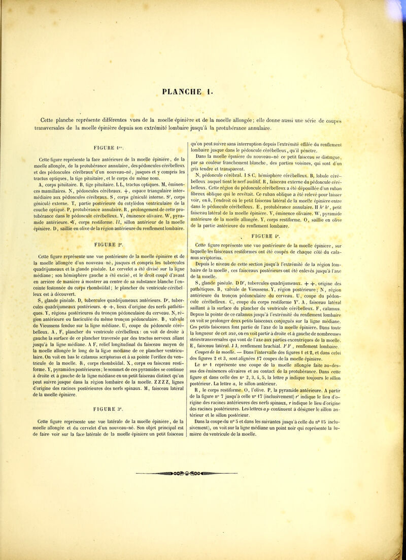 Cette planche représente différentes vues de la moelle épinière et de la nrioelle allongée; elle donne aussi une série de coupes transversales de la moelle épinière depuis son extrémité lombaire jusqu'à la protubérance annulaire. FIGURE 1«. Cette figure représente la face antérieure de la moelle épinière, de la moelle allongée, de la protubérance annulaire, des pédoncules cérébelleux et des pédoncules cérébraux d'un nouveau-né, jusques et y compris les tractus optiques, la tige pituitaire, et le corps du même nom. A, corps pituitaire. B, tige pituitaire. LL, tractus optiques. M, éminen- ces mamiliaires. N, pédoncules cérébraux, -f, espace triangulaire inter- médiaire aux pédoncules cérébraux. S, corps géniculé interne. S', corps géniculé externe. T, partie postérieure du cotylédon ventriculaire de la couche optique. P, protubérance annulaire. R, prolongement de cette pro- tubérance dans le pédoncule cérébelleux. V, éminence olivaire. W, pyra- mide antérieure. «Y, corps restiforme. Il, sillon antérieur de la moelle épinière. D, saillie en olive de la région antérieure du renflement lombaire. FIGURE 2'. Cette figure représente une vue postérieure de la moelle épinière et de la moelle allongée d'un nouveau né, jusques et compris les tubercules quadrijumeaux et la glande pinéale. Le cervelet a été divisé sur la ligne médiane ; son hémisphère gauche a été excisé, et le droit coupé d'avant en arrière de manière à montrer au centre de sa substance blanche l'en- ceinte festonnée du corps rhomboïdal ; le plancher du ventricule cérébel • leux est à découvert. S, glande pinéale. D, tubercules quadrijumeaux antérieurs. D', tuber- cules quadrijumeaux postérieurs. + -H, lieux d'origine des nerfs pathéti- ques. Y, régions postérieures du tronçon pédonculaire du cerveau. N, ré- gion antérieure ou fasciculée du même tronçon pédonculaire. B, valvule de Vieussens fendue sur la ligne médiane. U, coupe du pédoncule céré- belleux. A, F, plancher du ventricule cérébelleux : on voit de droite à gauche la surface de ce plancher traversée par des tractus nerveux allant jusqu'à la ligne médiane. A F, relief longitudinal du faisceau moyen de la moelle allongée le long de la ligue médiane de ce plancher ventricu- laire. On voit en bas le calamus scriptorius et à sa pointe l'orifice du ven- tricule de la moelle, ^l, corps rhomboïdal. X, corps ou faisceau resti- forme. Y, pyramides postérieures; le sommet de ces pyramides se continue à droite et à gauche de la ligne médiane en un petit faisceau distinct qu'on peut suivre jusque dans la région lombaire de la moelle. Z Z Z Z, lignes d'origine des racines postérieures des nerfs spinaux. M, faisceau latéral de la moelle épinière. FIGURE 3. Cette figure représente une vue latérale de la moelle épinière, de la moelle allongée et du cervelet d'un nouveau-né. Son objet principal est de faire voir sur la face latérale de la moelle épinière un petit faisceau qu'on peut suivre sans interruption depuis l'extrémité effilée du renflement lombaire jusque dans le pédoncule cérébelleux, qu'il pénètre. Dans la moelle épmière du nouveau-né ce petit faisceau se distmgue, par sa couleur franchement blanche, des parties voisines, qui sont d'un gris tendre et transparent. N, pédoncule cérébral. I S C, hémisphère cérébelleux. B, lobule céré- belleux auquel tient le nerf auditif. R, faisceau externe du pédoncule céré- belleux. Cette région du pédoncule cérébelleux a été dépouillée d'un ruban fibreux oblique qui le revêtait. Ce ruban oblique a été relevé pour laisser voir, en h, l'endroit où le petit faisceau latéral de la moelle épinière entre dans le pédoncule cérébelleux. E, protubérance annulaire. H h' h', petit faisceau latéral de la moelle épinière. V, éminence olivaire. W, pyramide antérieure de la moelle allongée. Y, corps restiforme. 0, saillie en olive de la partie antérieure du renflement lombaire. FIGURE 4^ Cette figure représente une vue postérieure de la moelle épinière, sur laquelle les faisceaux restiformes ont été coupés de chaque côté du cala- mus scriptorius. Depuis le niveau de cette section jusqu'à l'extrémité de la région lom- baire de la moelle, ces faisceaux postérieurs ont été enlevés jusqu'à l'axe de la moelle. S, glande pinéale. DD', tubercules quadrijumeaux. + origine des pathétiques. B, valvule de Vieussens. Y, région postérieure; N, région antérieure du tronçon pédonculaire du cerveau. U, coupe du pédon- cule cérébelleux. C, coupe du corps restiforme Y'. A, faisceau latéral saillant à la surface du plancher du ventricule cérébelleux. F, calamus. Depuis la pointe de ce calamus jusqu'à l'extrémité du renflement lombaire on voit se prolonger deux petits faisceaux conjugués sur la ligne médiane. Ces petits faisceaux font partie de l'axe de la moelle épinière. Dans toute la longueur de cet axe, on en voit partir à droite et à gauche de nombreuses stries transversales qui vont de l'axe aux parties excentriques de la moelle. E, faisceau latéral. J J, renflement brachial. JM' , renflement lombaire. Coupes de la moelle. — Dans l'intervalle des figures 1 et 2, et dans celui des figures 2 et 3, sont alignées 17 coupes delà moelle épinière. Le no 1 représente une coupe de la moelle allongée faite au-des- sus des éminences olivaires et au contact de la protubérance. Dans cette figure et dans celle des n° 2,3, 4, 5, la lettre p indique toujours le sillon postérieur. La lettre a, le sillon antérieur. R, le corps restiforme. 0, l'olive. P, la pyramide antérieure. A partir de la figure n° 7 jusqu'à celle n° 17 (inclusivement) r' indique le lieu d'o- rigine des racines antérieures des nerfs spinaux, r indique le lieu d'origine des racines postérieures. Les lettres ap continuent à désigner le sillon an- térieur et le sillon postérieur. Dans la coupe du n° 5 et dans les suivantes jusqu'à celle du n 15 inclu- sivement), on voit sur la ligne médiane un point noir qui représente la lu- mière du ventricule de la moelle.