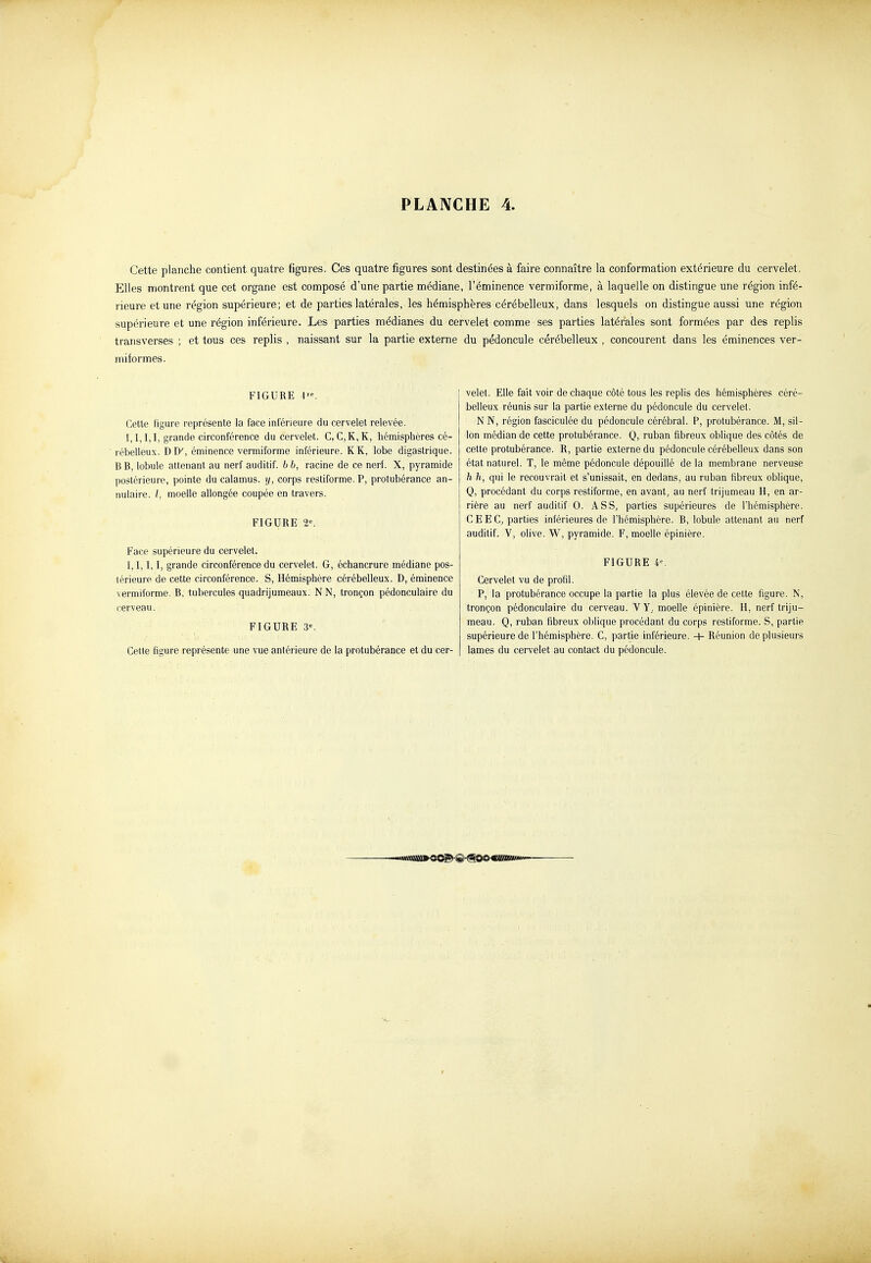 Cette planche contient quatre figures. Ces quatre figures sont destinées à faire connaître la conformation extérieure du cervelet. Elles montrent que cet organe est composé d'une partie médiane, l'éminence vermiforme, à laquelle on distingue une région infé- rieure et une région supérieure; et de parties latérales, les hémisphères cérébelleux, dans lesquels on distingue aussi une région supérieure et une région inférieure. Les parties médianes du cervelet comme ses parties latérales sont formées par des replis transverses ; et tous ces replis , naissant sur la partie externe du pédoncule cérébelleux , concourent dans les éminences ver- mif ormes. FIGURE 1. Cette figure représente la face inférieure du cervelet relevée. 1,1,1,1, grande circonférence du cervelet. C, C,K, K, hémisphères cé- rébelleux. DD', éminence vermiforme inférieure. KK, lobe digastrique. BB, lobule attenant au nerf auditif, bb, racine de ce nerf. X, pyramide postérieure, pointe du calamus. y, corps restiforme. P, protubérance an- nulaire, l, moelle allongée coupée en travers. FIGURE 2«. Face supérieure du cervelet. 1,1,1,1, grande circonférence du cervelet. G, échancrure médiane pos- térieure, de cette circonférence. S, Hémisphère cérébelleux. D, éminence vermiforme. B, tubercules quadrijumeaux. NN, tronçon pédonculaire du cerveau. FIGURE 3^ Cette figure représente une vue antérieure de la protubérance et du cer- velet. Elle fait voir de chaque côté tous les replis des hémisphères céré- belleux réunis sur la partie externe du pédoncule du cervelet. N N, région fasciculée du pédoncule cérébral. P, protubérance. M, sil- lon médian de cette protubérance. Q, ruban fibreux oblique des côtés de cette protubérance. R, partie externe du pédoncule cérébelleux dans son état naturel. T, le même pédoncule dépouillé de la membrane nerveuse h h, qui le recouvrait et s'unissait, en dedans, au ruban fibreux oblique, Q, procédant du corps restiforme, en avant, au nerf trijumeau H, en ar- rière au nerf auditif 0. ASS, parties supérieures de l'hémisphère. C E E C^ parties inférieures de l'hémisphère. B, lobule attenant au nerf auditif. V, ohve. W, pyramide. F, moelle épinière. FIGURE 4-. Cervelet vu de profil. P, la protubérance occupe la partie la plus élevée de cette figure. N, tronçon pédonculaire du cerveau. V Y, moelle épinière. H, nerf triju- meau. Q, ruban fibreux oblique procédant du corps restiforme. S, partie supérieure de l'hémisphère. C, partie inférieure. + Réunion de plusieurs lames du cervelet au contact du pédoncule.