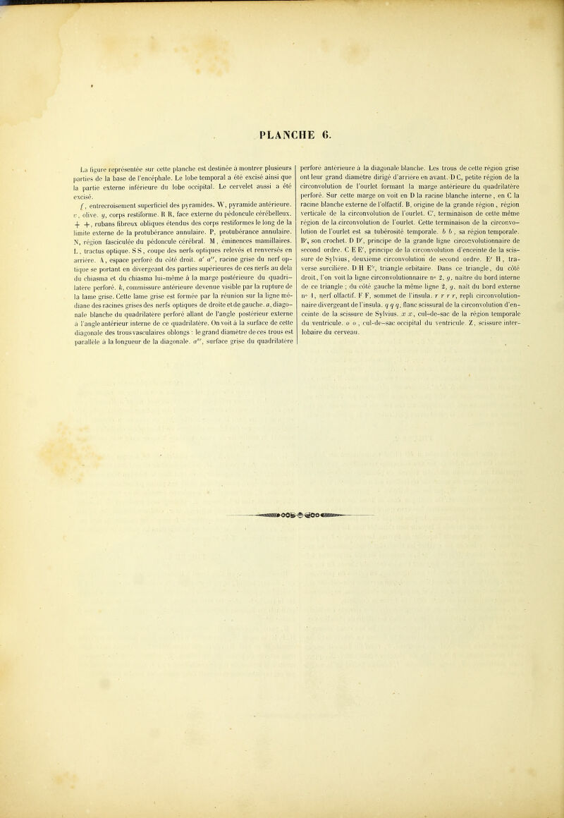 La figure représentée sur celte planche est destinée à montrer plusieurs parties de la base de l'encépiiale. Le lobe temporal a été excisé ainsi que la partie externe inférieure du lobe occipital. Le cervelet aussi a été excisé. f, entrecroisement superficiel des pyramides. W, pyramide antérieure, i', olive. )/, corps restiforme. R R, face externe du pédoncule cérébelleux. -|- +, rubans fibreux obliques étendus des corps restiformes le long de la limite externe de la protubérance annulaire. P, protubérance annulaire. N, région fasciculée du pédoncule cérébral. M, éminences mamillaires. L , tractus optique. S S, coupe des nerfs optiques relevés et renversés en arrière. A, espace perforé du côté droit, a' a, racine grise du nerf op- tique se portant en divergeant des parties supérieures de ces nerfs au delà du chiasma et du chiasma lui-même à la marge postérieure du quadri- latère perforé, k, commissure antérieure devenue visible par la rupture de la lame grise. Cette lame grise est formée par la réunion sur la ligne mé- diane des racines grises des nerfs optiques de droite etde gauche, a, diago- nale blanche du quadrilatère perforé allant de l'angle postérieur externe à l'angle antérieur interne de ce quadrilatère. On voit à la surface de cette diagonale des trous vasculaires oblongs : le grand diamètre de ces trous est parallèle à la longueur de la diagonale. a\ surface grise du quadrilatère perforé antérieure à la diagonale blanche. Les trous de cette région grise ont leur grand diamètre dirigé d'arrière en avant. DC, petite région de la circonvolution de l'ourlet formant la marge antérieure du quadrilatère perforé. Sur cette marge on voit en D la racine blanche interne, en C la racine blanche externe de l'olfactif. B, origine de la grande région , région verticale de la circonvolution de l'ourlet. C, terminaison de cette même région de la circonvolution de l'ourlet. Cette terminaison de la circonvo- lution de l'ourlet est sa tubérosité temporale, b b, sa région temporale. B', son crochet. D D', principe de la grande ligne circonvolutionnaire de second ordre. C E E', principe de la circonvolution d'enceinte de la scis- sure de Sylvius, deuxième circonvolution de second ordre. E' H, tra- verse surcilière. DH E'', triangle orbitaire. Dans ce triangle, du côté droit, l'on voit la ligne circonvolutionnaire n° 2, g, naître du bord interne de ce triangle ; du côté gauche la même ligne 2, t/, naît du bord externe n 'I, nerf olfactif. F F, sommet de l'insula. r r r r, repli circonvolution- naire divergeant de l'insula. q q q, flanc scissural de la circonvolution d'en- ceinte de la scissure de Sylvius. xx, cul-de-sac de la région temporale du ventricule, o o , cul-de-sac occipital du ventricule. Z, scissure inler- lobaire du cerveau.