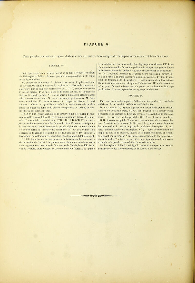 Cette planche contient deux figures destinées l'une et l'autre à faire comprendre la disposition des circonvolutions du cerveau. FIGURE 'I-. Cette figure représente la face interne et la zone cérébeilo-temporale de l'hémisphère cérébral du côté gauche. Le corps calleux a été coupé sur la ligne médiane. J C surface de celte coupe. R, cloison transparente. V, pilier antérieur de la voûte. On voit la naissance de ce pilier en arrière de la commissure antérieure dont la coupe est représentée en Z. T i t, surface convexe de la couche optique. P, surface plane de la même couche. W, aqueduc de Sylvius. S, glande pinéale. X', traclus fibreux allant de la glande pinéale à la commissure antérieure. N, coupe du tronçon pédonculaire. M, émi- nence mamillaire. K', tuber cmereum. K, coupe du chiasma. L, nerf optique. I, olfactif. A, quadrilatère perforé, a, partie interne du quadri- latère sur laquelle la lame de la cloison transparente et l'origine du cer- cle fibreux de l'ourlet sont unis. \i hbb b' B' D', région verticale de la circonvolution de l'ourlet. B, prin- cipe de cette circonvolution. D', sa terminaison nommée tubérosité tempo- rale. B', crochet de cette tubérosité. D D D D D D D rf d D W, première circonvolution de deuxième ordre formant la circonférence excentrique de la face interne de l'hémisphère dont la grande région de la circonvolution de l'ourlet forme la circonférence concentrée. D, est pris comme lieu d'origine de la grande circonvolution de deuxième ordre. D', indique la terminaison de celte même circonvolution dans le sommetdulobe temporal. C C C C. branches circonvolulionnaires de troisième ordre unissant la circonvolution de l'ourlet à la grande circonvolution de deuxième ordre dans le groupe en croissant de la face interne de l'hémisphère. EE, bran- che de troisième ordre unissant la circonvolution de l'ourlet à la grande circonvolution de deuxième ordre dans le groupe quadrilatère. FF, bran- che de troisième ordre formant le pédicule du groupe triangulaire étendu de la circonvolution de l'ourlet à la grande circonvolution de deuxième or- dre. G, y, dernière branche de troisième ordre unissant la circonvolu- tion de l'ourlet à la grande circonvolution de deuxième ordre dans la zone cérébeilo-temporale de l'hémisphère. H, anfractuosité de la face interne allant jusqu'à la limite excentrique de l'hémisphère. H', anfractuosité du même genre formant scissure entre le groupe en croissant et le groupe quadrilatère. P, scissure postérieure au groupe quadrilatère. FIGURE 2^. Face convexe d'un hémisphère cérébral du côté gauche. D , extrémité antérieure. D', extrémité postérieure de l'hémisphère. D , aaaaaaa' B\ segment supérieur ou moyen de la grande circon- volution de deuxième ordre, e D G', petit fragment de la circonvolution d'enceinte de la scissure de Sylvius, seconde circonvolution de deuxième ordre. I I, traverse médio-pariétale. B E h h , traverse surcilière. G G G, traverse occipitale. Toutes ces traverses vont de la circonvolu- tion d'enceinte de la scissure de Sylvius à la grande circonvolution de deuxième ordre. K , traverse pariétale antérieure incomplète. S, tra- verse pariétale postérieure incomplète, f f' f, ligne circonvolutionnaire simple du côté de la scissure, divisée en sa marche de dehors en dedans et joignant par sa branche f la grande circonvolution de deuxième ordre, par sa branche f la traverse surcilière. g g, ligne d'union de la traverse occipitale à la grande circonvolution de deuxième ordre. Cet hémisphère cérébral a été figuré comme un exemple de développe- ment médiocre des circonvolutions de la convexité du cerveau.