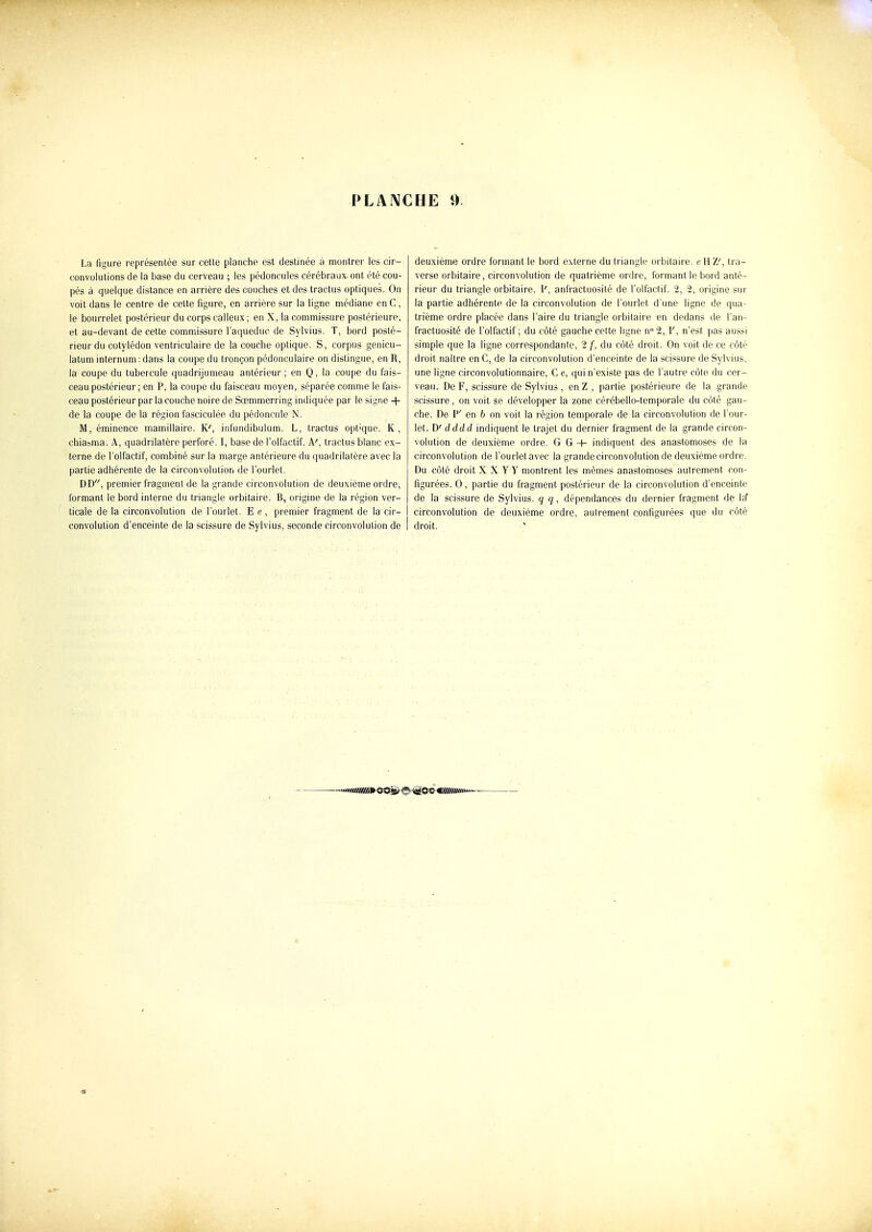 La figure représentée sur celte planche est destinée à montrer les cir- convolutions de la base du cerveau ; les pédoncules cérébraux, ont été cou- pés à quelque distance en arrière des couches et des tractus optiques. On voit dans le centre de cette figure, en arrière sur la ligne médiane en C, le bourrelet postérieur du corps calleux ; en X, la commissure postérieure, et au-devant de cette commissure l'aqueduc de Sylvius. T, bord posté- rieur du cotylédon ventriculaire de la couche optique. S, corpus genicu- latum internum : dans la coupe du tronçon pédonculaire on distingue, en R, la coupe du tubercule quadrijumeau antérieur; en Q, la coupe du fais- ceau postérieur; en P, la coupe du faisceau moyen, séparée comme le fais- ceau postérieur par la couche noire de Sœmmerring indiquée par le signe + de la coupe de la région fasciculée du pédoncule N. M,éminence mamillaire. K', infundibidum. L, tractus opt'que. K, chiasma. A, quadrilatère perforé. I, base de l'olfactif. A', traclus blanc ex- terne de l'olfactif, combiné sur la marge antérieure du quadrilatère avec la partie adhérente de la circonvolution de l'ourlet. DD, premier fragment de la grande circonvolution de deuxième ordre, formant le bord interne du triangle orbitaire. B, origine de la région ver- ticale de la circonvolution de l'ourlet. E e , premier fragment de la cir- convolution d'enceinte de la scissure de Sylvius, seconde circonvolution de deuxième ordre formant le bord externe du triangle orbitaire. e II Z', tra- verse orbitaire, circonvolution de quatrième ordre, formant le bord anté- rieur du triangle orbitaire. I', anfractuosité de l'olfactif. 2, 2, origine sur la partie adhérente de la circonvolution de l'ourlet d'une ligne de qua- trième ordre placée dans l'aire du triangle orbitaire en dedans de l'an- fractuosité de l'olfactif ; du côté gauche celte ligne n° 2, I', n'est pas aussi simple que la ligne correspondante, 2 f, du côté droit. On voit de ce côté droit naître en C, de la circonvolution d'enceinte de la scissure de Sylvius, une ligne circonvolutionnaire, C e, qui n'existe pas de l'autre côte du cor- veau. De F, scissure de Sylvius , en Z , partie postérieure de la grande scissure , on voit se développer la zone cérébello-temporale du côté gau- che. De P' en 6 on voit la région temporale de la circonvolution de l'our- let. D' dddd indiquent le trajet du dernier fragment de la grande circon- volution de deuxième ordre. G G -t- indiquent des anastomoses de la circonvolution de l'ourlet avec la grande circonvolution de deuxième ordre. Du côté droit X X Y Y montrent les mêmes anastomoses autrement con- figurées. 0, partie du fragment postérieur de la circonvolution d'enceinte de la scissure de Sylvius. q q, dépendances du dernier fragment de l;f circonvolution de deuxième ordre, aulremenl configurées que du côté droit. ^ ~-«»»mmw<s&^-^^QQ-9mmii«'»~-