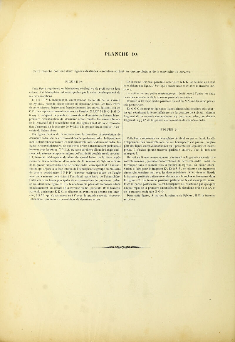 Cette planche contient deux figures destinées à montrer surtout les circonvolutions de la convexité du cerveau. FIGURE l'-'. Cette figure représente un hémisphère cérébral vu de profil par sa face externe. Cet hémisphère est remarquable par le riche développement de ses circonvolutions. E'YKIPVE indiquent la circonvolution d'enceinte de la scissure de Sylvius, seconde circonvolution de deu.xième ordre. Les trois lèvres de cette scissure, légèrement écartées les unes des autres, laissent voir en C C C les replis circonvolutionnaires de l'insula. N A D /' / D G B G D' G qqO' indiquent la grande circonvolution d'enceinte de l'hémisphère, première circonvolution de deuxième ordre. Toutes les circonvolutions de la convexité de l'hémisphère sont des lignes allant de la circonvolu- tion d'enceinte de la scissure de Sylvius à la grande circonvolution d'en- ceinte de l'hémisphère. Ces lignes d'union de la seconde avec la première circonvolution de deuxième ordre sont les circonvolutions de quatrième ordre. Indépendam- ment de leur connexion avec les deux circonvolutions de deuxième ordre, les lignes circonvolutionnaires de quatrième ordre s'anastomosent quelquefois les unes avec les autres. Y H A, traverse surcilière allant de l'angle anté- rieurde la scissure à la partie interne de l'extrémité postérieure du cerveau. 1 I, traverse médio-pariétale allant du second feston de la lèvre supé- rieure de la circonvolution d'enceinte de la scissure de Sylvius à l'anse de la grande circonvolution de deuxième ordre, correspondant à l'anfrac- tuosité qui sépare à la face interne de l'hémisphère le groupe en croissant du groupe quadrilatère. P P P D', traverse occipitale allant de l'angle aigu de la scissure de Sylvius à l'extrémité postérieure de l'hémisphère. Outre ces trois lignes principales de. circonvolutions de quatrième ordre, on voit dans cette figure en K K K une traverse pariétale antérieure située immédiatement au-devant de la traverse médio-pariétale. De la traverse pariétale antérieure K K K, se détache en avant et en dedans une bran- che, L S / /', qui s'anastomose en / /' avec la grande enceinte circonvo- lutionnaire , première circonvolution de deuxième ordre. De la même traverse pariétale antérieure K K K, se détache en avant et en dehors une ligne, L'S'I, qui s'anastomose en l avec la traverse sur- cilière. On voit en + une petite anastomose qui réunit l'une à l'autre les deux branches antérieures de la traverse pariétale antérieure. Derrière la traverse médio-pariétale on voit en N N une traverse parié- tale postérieure. En 0 0 0 se trouvent quelques lignes circonvolutionnaires très-cour- tes qui réunissent la lèvre inférieure de la scissure de Sylvius, dernier fragment de la seconde circonvolution de deuxième ordre, au dernier fragment G qq 0' àe \a grande circonvolution de deuxième ordre. FIGURE 2^ Cette figure représente un hémisphère cérébral vu par en haut. Le dé- veloppement des circonvolutions de cet hémisphère est pauvre ; la plu- part des lignes circonvolutionnaires qu'il présente sont épaisses et incom- plètes. Il n'existe qu'une traverse pariétale entière , c'est la médiane marquée I. On voit en K une masse épaisse s'unissant à la grande enceinte cir- convolutionnaire, première circonvolution de deuxième ordre, mais in- terrompue dans sa marche vers la scissure de Sylvius. La même-obser- vation à faire pour le fragment K'. En /i /i ft, on observe des fragments circonvolutionnaires qui, avec les deux précédents, K K', tiennent lieu de la traverse pariétale antérieure et de ces deux branches si flexueuses dans la figure 1. La traverse pariétale postérieure N est incomplète aussi ; toute la partie postérieure de cet hémisphère est constituée par quelques amples replis de la première circonvolution de deuxième ordre a a' W, et de la traverse occipitale G G G. Dans cette figure, A marque la scissure de Sylvius , H D la traverse surcilière.