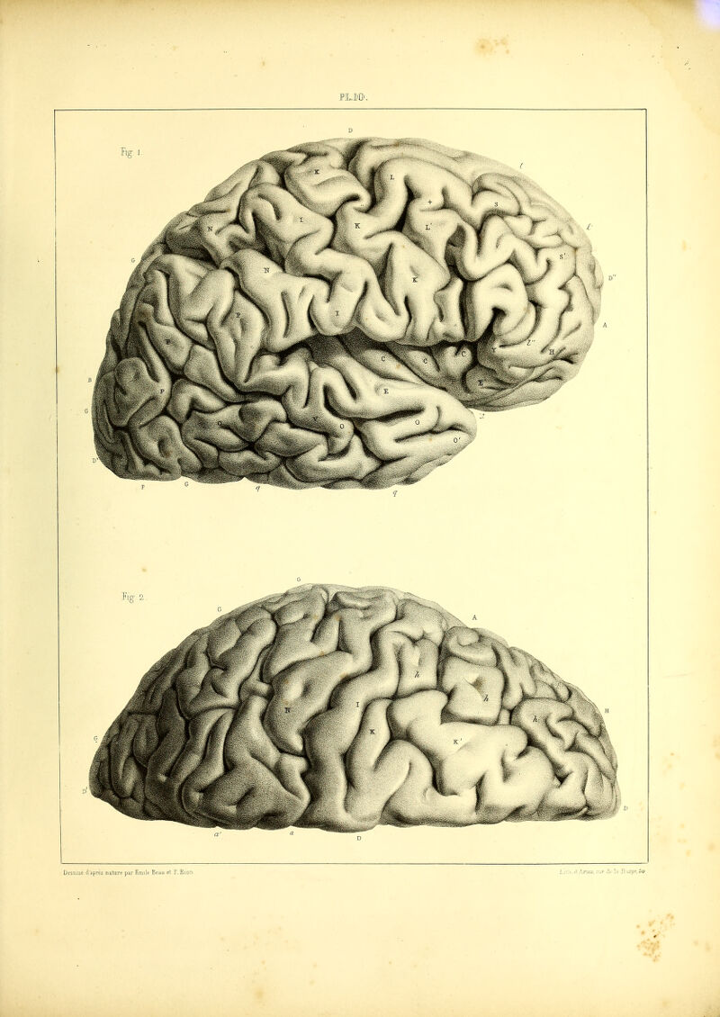 FLM. Dessiiic dapres natilrp pir Emile Beau el; r.Bion.