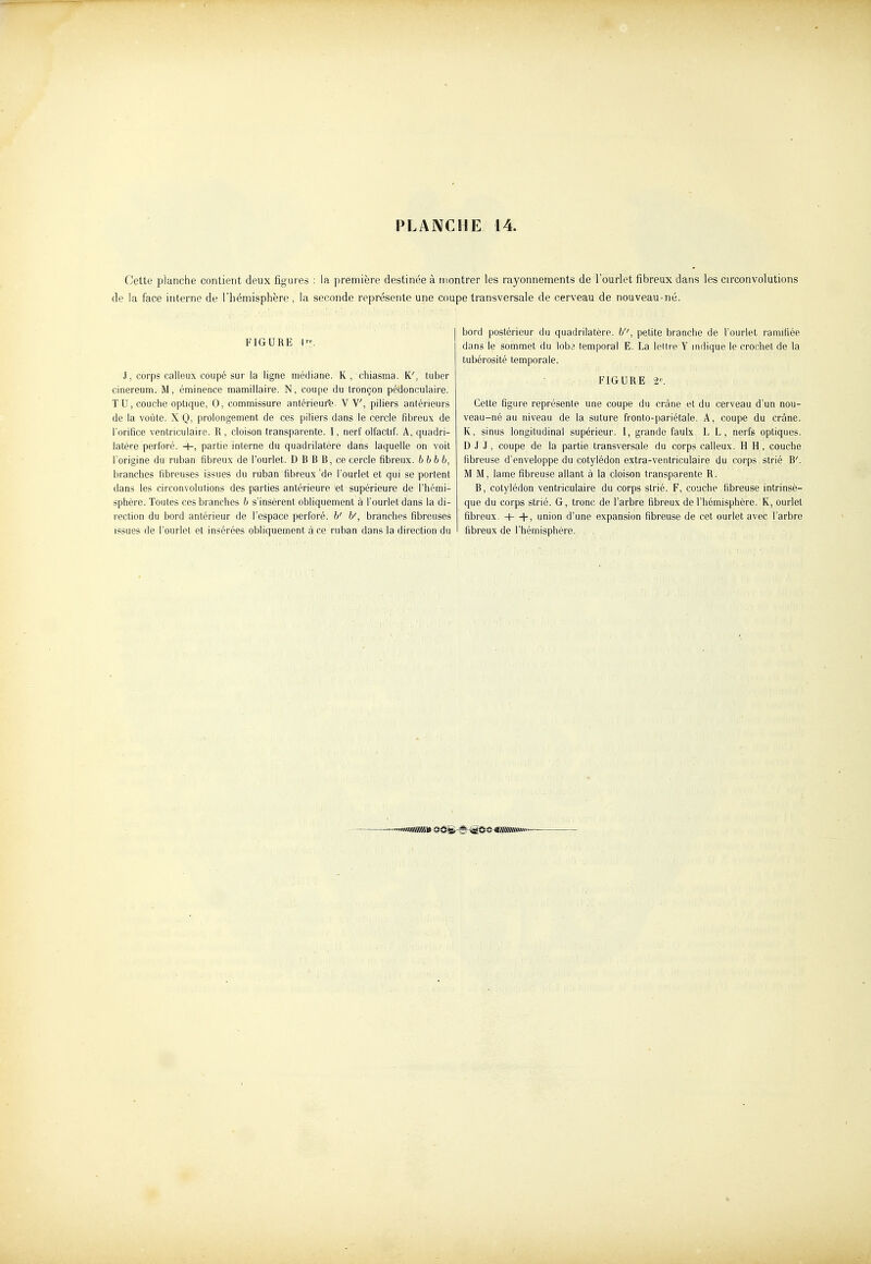 Cette planche contient deux figures : la première destinée à montrer les rayonnements de l'ourlet fibreux dans les circonvolutions de la face interne de l'hémisphère , la seconde représente une coupe transversale de cerveau de nouveau-né. i^GURE 1. J, corps calleux coupé sur la ligne médiane. K , chiasma. K', tuber cinereum. M, éminence mainillaire. N, coupe du tronçon pédonculaire. TU, couche optique, 0, commissure antérieur-e- V V', piliers antérieurs de la voûte. X Q, prolongement de ces piliers dans le cercle fibreux de l'orifice ventriculaire. R , cloison transparente. I, nerf olfactif. A, quadri- latère perforé. +, partie interne du quadrilatère dans laquelle on voit l'origine du ruban fibreux de l'ourlet. D B B B, ce cercle fibreux. 6 6 6 6, brancfies fibreuses issues du ruban fibreux de l'ourlet et qui se portent dans les circonvolutions des parties antérieure et supérieure de l'hémi- sptière. Toutes ces branches b s'insèrent obliquement à l'ourlet dans la di- rection du bord antérieur de l'espace perforé. 6' 6', branches fibreuses issues de l'ourlet et insérées obliquement à ce ruban dans la direction du Ijord postérieur du quadrilatère, b'', petite branche de l'ourlet ramifiée dans le sommet du loba temporal E. La lelire Y indique le crocliet de la lubérosité temporale. FIGURE 2-^. Cette figure représente une coupe du crâne et du cerveau d'un nou- veau-né au niveau de la suture fronto-pariétale. A, coupe du crâne. K, sinus longitudinal supérieur. I, grande faulx L L, nerfs optiques. D J J, coupe de la partie transversale du corps calleux. H H, couche fibreuse d'enveloppe du cotylédon extra-ventriculaire du corps strié B'. M M, lame fibreuse allant à la cloison transparente R. B, cotylédon ventriculaire du corps strié. F, couche fibreuse intrinsè- que du corps strié. G, tronc de l'arbre fibreux de l'hémisphère. K, ourlet fibreux, -i- -f, union d'une expansion fibreuse de cet ourlet avec l'arbre fibreux de l'hémisphère.