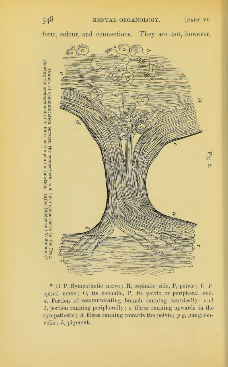 MENTAL ORGANOLOGY. [PAKT vr. form, colour, and connections. They are not, however. * H P, Sympathetic nerve ; H, cephalic side, P, pelvic ; C P spinal nerve; C, its cephalic, P, its pelvic or peripheral end. a, Portion of communicating branch running centrically ; and 5, portion running peripherally; c, fibres running upwards in the sympathetic ; d, fibres running towards the pelvis; g g, ganglion- cells ; A, pigment.