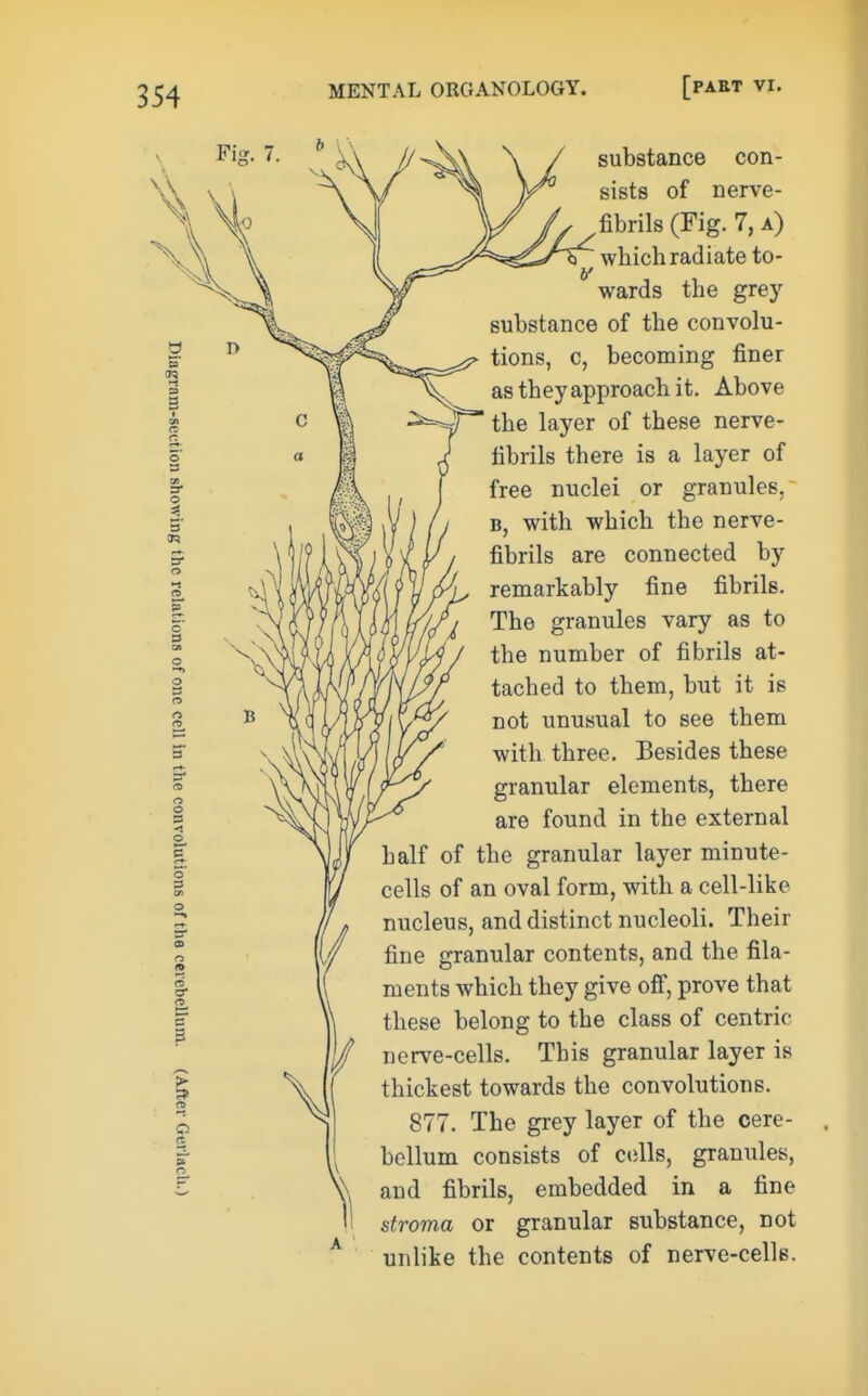 Fir. 7 substance con- sists of nerve- fibrils (Fig. 7, a) which radiate to- wards the grey substance of the convolu- tions, c, becoming finer as they approach it. Above the layer of these nerve- fibrils there is a layer of free nuclei or granules, B, with which the nerve- fibrils are connected by remarkably fine fibrils. The granules vary as to the number of fibrils at- tached to them, but it is not unusual to see them with three. Besides these granular elements, there are found in the external half of the granular layer minute- cells of an oval form, with a cell-like nucleus, and distinct nucleoli. Their fine granular contents, and the fila- ments which they give ofi, prove that these belong to the class of centric nerve-cells. This granular layer is thickest towards the convolutions. 877. The grey layer of the cere- bellum consists of C(}lls, granules, and fibrils, embedded in a fine stroma or granular substance, not unlike the contents of nerve-cells.