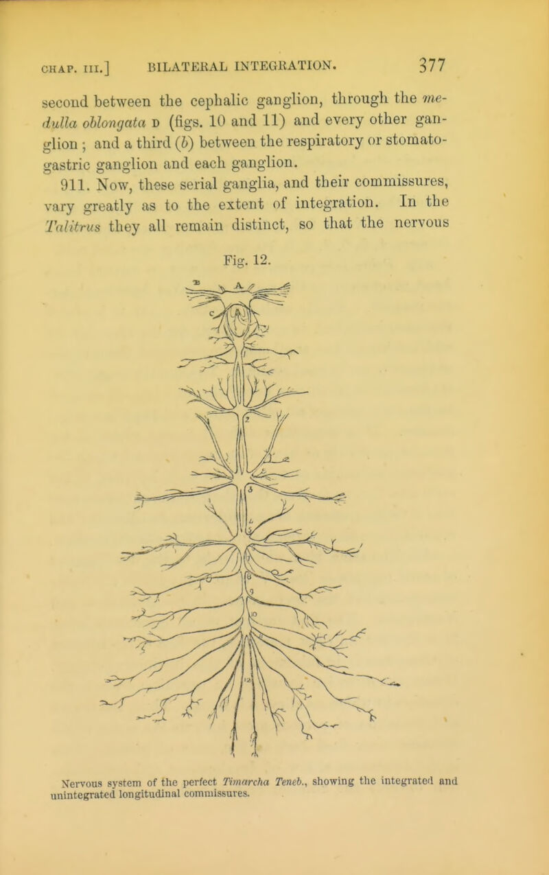 second between the cephalic ganglion, through the 7ne- dulla oblongata D (figs. 10 and 11) and every other gan- glion ; and a third (h) between the respiratory or stomato- gastric ganglion and each ganglion. 911. Now, these serial ganglia, and their commissures, vary greatly as to the extent of integration. In the Talitrus they all remain distinct, so that the nervous Fig. 12. Kervous system of the perfect Thnarcha Teneb., showing the integrated and unintcgrated longitudinal comniissures.