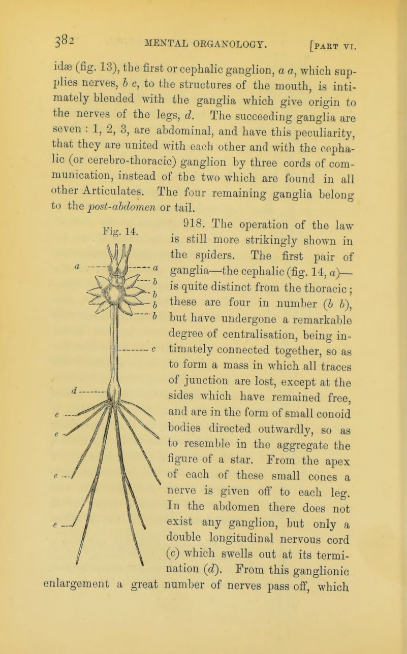 382 Yii:. 14. idg& (fig. 13), the first or cephalic gangliori, a a, which sup- plies nerves, b c, to the structures of the mouth, is inti- mately blended with the ganglia which give origin to the nerves of the legs, d. The succeeding ganglia are seven : 1, 2, 3, are abdominal, and have this peculiarity, that they are united with each other and with the cepha- lic (or cerebro-thoracic) ganglion by three cords of com- munication, instead of the two which are found in all other Articulates. The four remaining ganglia belong to the post-abdomen or tail. 918. The operation of the law is still more strikingly shown in the spiders. The first pair of ganglia—the cephalic (fig. 14, a)— is quite distinct from the thoracic; these are four in number (b b), but have undergone a remarkable degree of centralisation, being in- timately connected together, so as to form a mass in which all traces of junction are lost, except at the sides which have remained free, and are in the form of small conoid bodies directed outwardly, so as to resemble in the aggregate the figure of a star. From the apex of each of these small cones a nerve is given olf to each leg. In the abdomen there does not exist any ganglion, but only a double longitudinal nervous cord (c) which swells out at its termi- nation (cl). From this ganglionic enlargement a great number of nerves pass ofi, which e -
