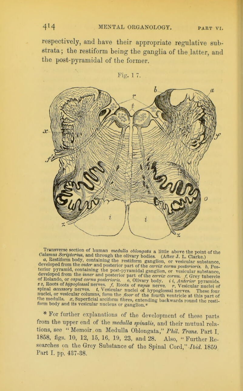 respectively, and have their appropriate regulative sub- strata; the restiform being the ganglia of the latter, and the post-pyramidal of the former. Fig. 1 7. Transverse section of liuman m^dtiUa ohlonqata a little above the point of the Calamus Scnptorius, and through the olivary bodies. (After J. L. Oarke ) a, Restiform body, containing the restiform ganglion, or vesicular substance, developed froni the outer and posterior part of the cervis eornu posteriwiis b Pos- terior pyramid, containing the post-jiyramidal ganglion, or vesicular substance, developed from the inner and posterior part of the cer-vix comu. f, Grey tubercle of Rolando, or caput comu posteriori, o, Olivary body, i i, A nterior pyramids. zz. Roots of hypoglossal nerves. /, Roots of var/tts nerve, r, Vesicular nuclei of spinal accessory nerves, t, Vesicular nuclei of hypoglossal nerves. Tliese four nuclei, or vesicular columns, form the floor of the fourth ventricle at this part, of the medulla, x, Superficial arciforni fibres, extending backwards round the resti- foi-m body and its vesicular nucleus or ganglion.* For further explanations of the development of these parts from the upper end of the medulla spinalis, and their mutual rela- tions, see  Memoir on Medulla Oblongata, P?iil. Trans. Part I 1858, figs. 10, 12, 16, 16, 19, 23, and 28. Also,  Further Re- searches on the Grey Substance of the Spinal Cord,' Ibid. 1859 Part I. pp. 437-38.