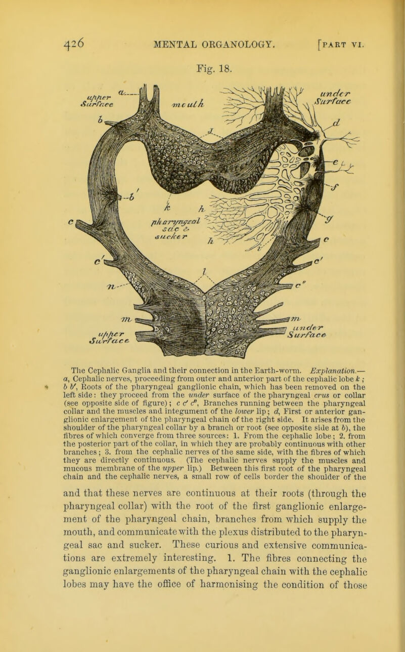 Fig. 18. The Cephalic Ganglia and their connection in the Earth-woiTn. Explanation.— a. Cephalic nerves, proceeding from outer and anterior part of the cephalic lobe k ; b 6', Roots of the pharyngeal ganglionic chain, which has been removed on the left side: they proceed from the under surface of the pharyngeal crus or collar (see opposite side of figure); ccfcP, Branches running between the pharyngeal collar and the muscles and integument of the lower lip; d, First or anterior gan- glionic enlargement of the pharyngeal chain of the right side. It arises from the shoulder of the pharyngeal collar by a branch or root (see opposite side at 6), the fibres of which converge from three soxirces: 1. From the cephalic lobe; 2. from the posterior part of the collar, in which they are probably continuous wit h other branches ; 3. from the cephalic nerves of the same side, with the fibres of which they are directly continuous. (The cephalic nerves supply the muscles and mucous membrane of the upper lip.) Between this first root of the pharyngeal chain and the cephalic nerves, a small row of cells border the shoulder of the and that these nerves are continuous at their roots (through the pharyngeal collar) with the root of the first ganglionic enlarge- ment of the pharyngeal chain, branches from which supply the mouth, and communicate with the plexus distributed to the pharyn- geal sac and sucker. These curious and extensive communica- tions are extremely interesting. 1. The fibres connecting the ganglionic enlargements of the pharyngeal chain with the cephalic lobes may have the office of harmonising tlie condition of those