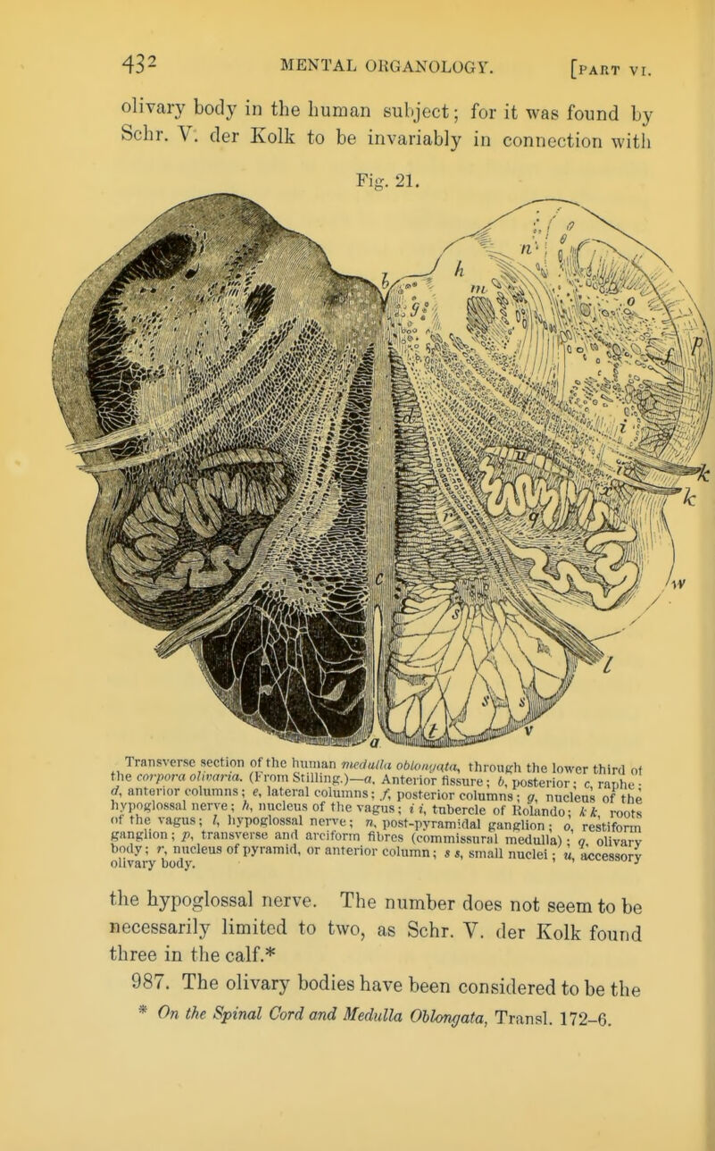 olivary body in the human subject; for it was found by Schr. V. der Kolk to be invariably in connection witli FiK. 21. Hue. IJi^.^a ^IS>>.\.'.' ,/ n l)ff>\-^V; -■--■•^5^fr=l> -n, Transverse section of the human oblomwUi, tlirouch the lower third of i\\<i corpora olwaria. (1-rom Stilling.)—a. Anterior fissure; 6, posterior • c ranhe ■ rf, anterior columns; f, lateral columns; /, posterior columns; nucleus of the hypoglossal nerve; h, nucleus of the vagus; i i, tubercle of Rolando; k k roots of the vagus; I, hypoglossal nerve; ti. post-pyramidal ganglion; o, restiform ganglion; p, transverse and aiciform fibres (commissural medulla) - o olivarv body; r nucleus of pyramid, or anterior column; s s, small nuclei; m, accessory olivary body. ' ' J' the hypoglossal nerve. The number does not seem to be necessarily limited to two, as Schr. V. der Kolk found three in the calf.* 987. The olivary bodies have been considered to be the * On the Spinal Cord and Medulla Ohlongata, Transl. 172-6.