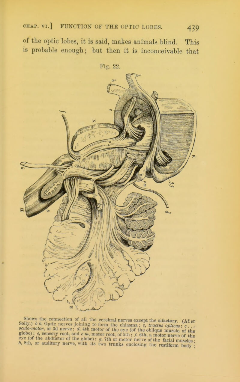 CHAP. VI.] FUNCTION OF THE OPTIC LOBES. of the optic lobes, it is said, makes animals blind. This is probable enough; but then it is inconceivable that Fig. 22. Shows the cnnnectinn of all the cerebral nerves except the Olfactory (Af.er holly.) b b. Optic nerves joining to form the cliiasina ; c, tractM opticm • c ' oculo-motor, or 3(1 nerve: d, 4th motor of the eve (of the oblique muscle of the globe); e sensory root, and e motor root, of 5th ; /, 6th, a motor nerve of the eye (of the abductor of the globe); </, 7th or motor nerve of the facial muscles- ^ 8th, or auditory nerve, with its two trunks enclosing the restiform body •