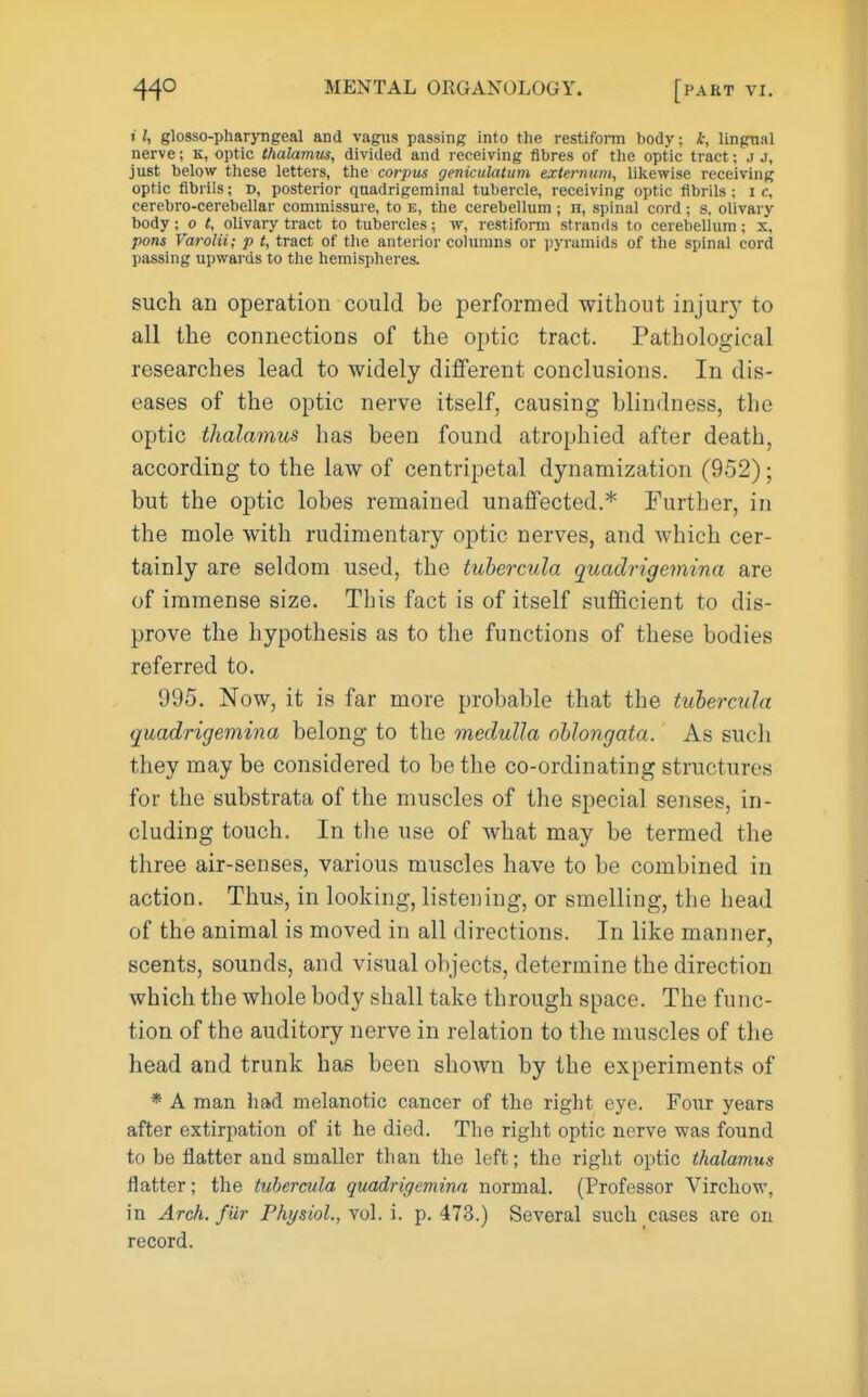 » I, glosso-pharyngeal and vagus passing into tlie restiform body; i, Ungual nerve; k, optic thalarmis, divided and receiving fibres of tlie optic tract; j j, just below these letters, the corpus geniculatum externum, liliewise receiving optic fibrils; d, posterior quadrigeminal tubercle, receiving optic fibrils ; i c, cerebro-cerebellar commissure, to e, the cerebellum ; n, spinal cord; s, olivary- body ; o t, olivary tract to tubercles; w, restifonn strands to cerebellum; x, pons Varolii; p t, tract of the anterior columns or pyramids of the spinal cord passing upwards to the hemispheres. such an operation could be performed without injury to all the connections of the optic tract. Pathological researches lead to widely different conclusions. In dis- eases of the optic nerve itself, causing blindness, the optic thalamus has been found atrophied after death, according to the law of centripetal dynamization (952); but the optic lobes remained unaffected.* Further, in the mole with rudimentary optic nerves, and which cer- tainly are seldom used, the tubercula quadrigemina are of immense size. This fact is of itself sufficient to dis- prove the hypothesis as to the functions of these bodies referred to. 995. Now, it is far more probable that the tubercula quadrigemina belong to the medulla ohlongata. As such they may be considered to be the co-ordinating structures for the substrata of the muscles of the special senses, in- cluding touch. In the use of what may be termed the three air-senses, various muscles have to be combined in action. Thus, in looking, listening, or smelling, the head of the animal is moved in all directions. In like manner, scents, sounds, and visual objects, determine the direction which the whole body shall take through space. The func- tion of the auditory nerve in relation to the muscles of the head and trunk has been shown by the experiments of * A man had melanotic cancer of the right eye. Four years after extirpation of it he died. The right optic nerve was found to be flatter and smaller than the left; the right optic thalamus flatter; the tubercula quadrigemina normal. (Professor Virchow, in Arch, fur Physiol., vol. i. p. 473.) Several such cases are on record.