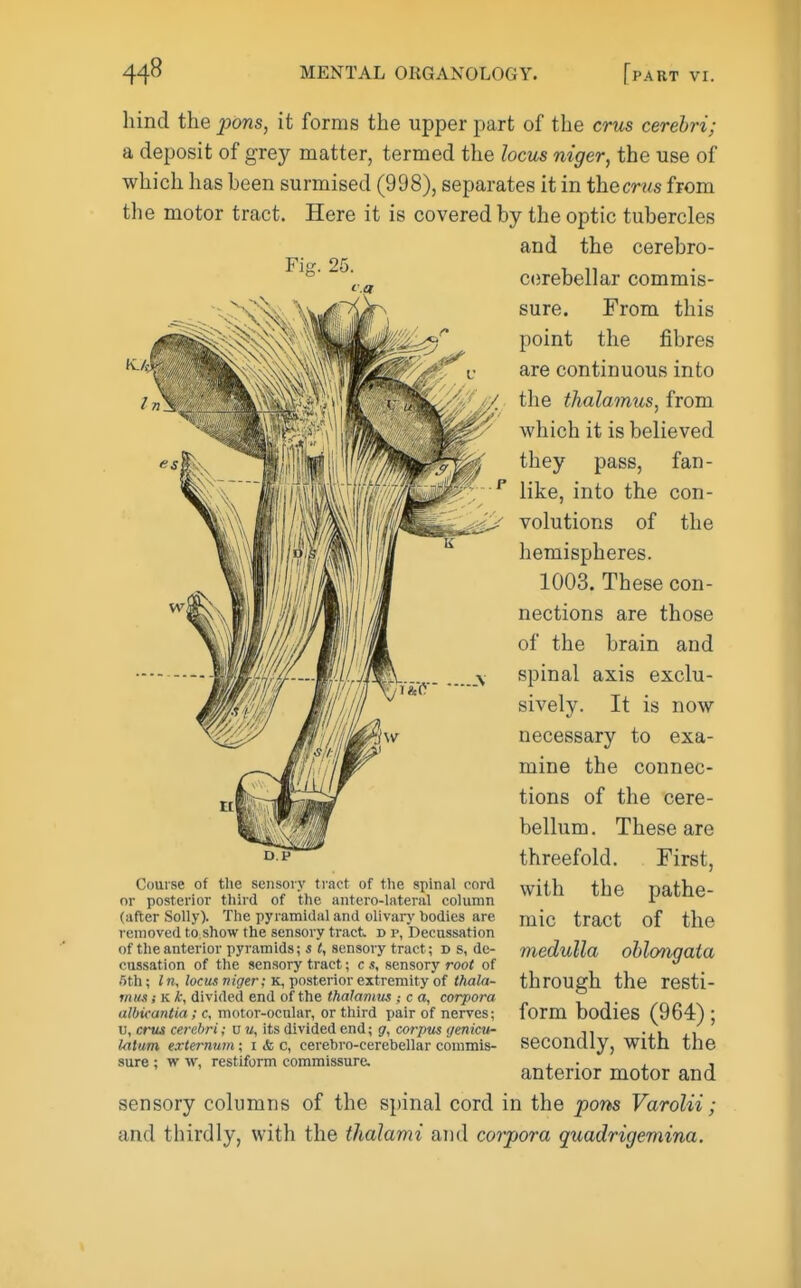 liind the pons, it forms the upper part of the crtis cerebri; a deposit of grey matter, termed the locm niger, the use of which has been surmised (998), separates it in thecrws from the motor tract. Here it is covered by the optic tubercles and the cerebro- °' cerebellar commis- sure. From this point the fibres are continuous into the thalamus, from which it is believed they pass, fan- like, into the con- volutions of the hemispheres. 1003. These con- nections are those of the brain and spinal axis exclu- sively. It is now necessary to exa- mine the connec- tions of the cere- bellum. These are threefold. First, with the pathe- mic tract of the medulla oblongata through the resti- form bodies (964); secondly, with the D.P Course of the sensoiy tract of the spinal cord or posterior third of tlie antero-lateral coIutoii (after Solly). The pyramidal and olivary bodies are removed to show the sensory tract d p, Decussation of the anterior pyramids; s i, sensory tract; d s, de- cussation of the sensory tract; c «, sensory root of .ith; I n, locus niger; K, posterior extremity of thala- miM; K k, divided end of the thalamus ; c a, corpora albkantia; c, motor-oculur, or third pair of nerves; u, cms cerebri; u u, its divided end; gr, corpm genicxtr lalum externum; i & c, cerebro-cerebellar commis- sure ; w w, restiform commissure. anterior motor and sensory columns of the spinal cord in the pons Varolii; and thirdly, with the thalami and corpora quadrigemina.