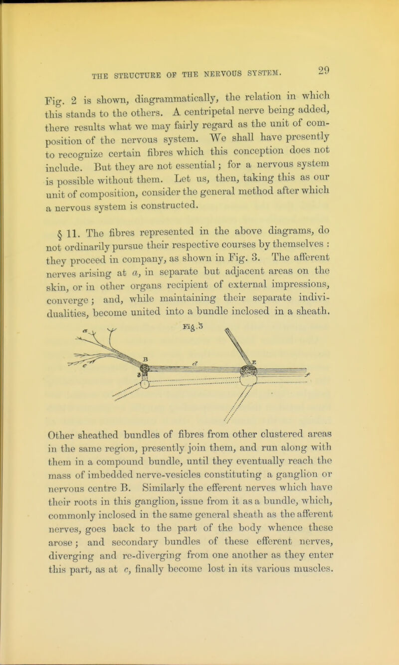 Fig. 2 is shown, diagrammatically, the relation in which this stands to the others. A centripetal nerve being added, there results what we may fairly regard as the unit of com- position of the nervous system. We shall have presently to recognize certain fibres which this conception does not include. But they are not essential; for a nervous system is possible without them. Let us, then, taking this as our unit of composition, consider the general method after which a nervous system is constructed. § 11. The fibres represented in the above diagrams, do not ordinarily pursue their respective courses by themselves : thev proceed in company, as shown in Fig. 3. The afferent nerves arising at a, in separate but adjacent areas on the skin, or in other organs recipient of external impressions, converge; and, while maintaining their separate indivi- dualities, become united into a bundle inclosed in a sheath. Other sheathed bundles of fibres from other clustered areas in the same region, presently join them, and run along with them in a compound bundle, until they eventually reach the mass of imbedded nerve-vesicles constituting a ganglion or nervous centre B. Similarly the efferent nei-ves which have their roots in this ganglion, issue from it as a bundle, which, commonly inclosed in the same general sheath as the afferent nerves, goes back to the part of the body whence these arose; and secondary bundles of these efferent nerves, diverging and re-diverging from one another as they enter this part, as at c, finally become lost in its various muscles.