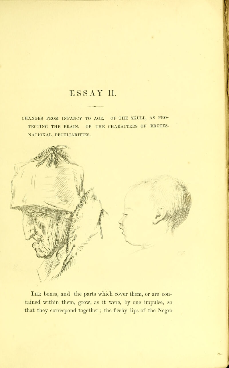 ESSAY 11. CHANGES FROM INFANCY TO AGE. OF THE SKULL, AS PEO- TECTING THE BRAIN. OF THE CHAKACTEES OF BEUTES. NATIONAL PECULIAEITIES. The bones, and the parts wliicli cover them, or arc con- tained within them, grow, as it were, by one impulse, so that they correspond together; the fleshy lips of the Negro