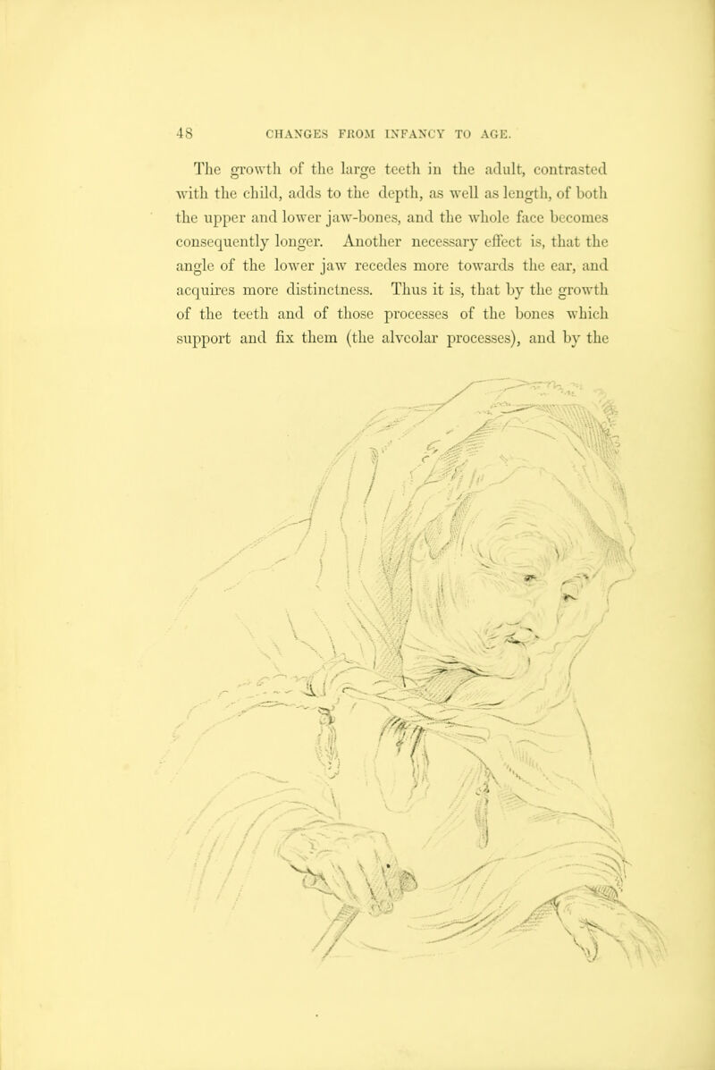 The growtli of the large teetli in the adult, contrasted with the child, adds to the depth, as well as length, of both the upper and lower jaw-bones, and the whole face becomes consequently longer. Another necessary effect is, that the angle of the lower jaw recedes more towards the ear, and acquires more distinctness. Thus it is, that by the growth of the teeth and of those processes of the bones which support and fix them (the alveolar processes), and by the