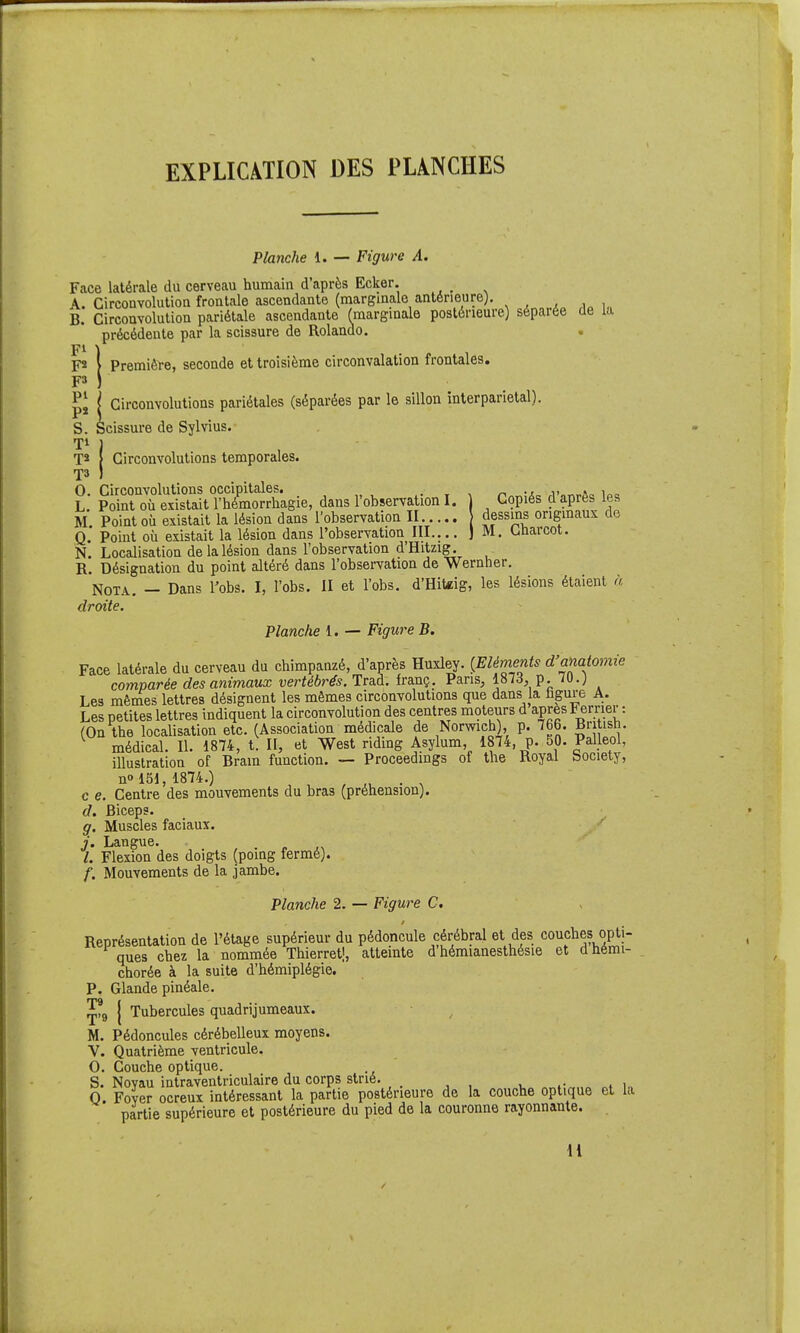 EXPLICATION DES PLANCHES Planche 1. — Figure A. Face latérale du cerveau humain d'après Ecker. _ A. Circonvolution frontale ascendante (marginale antérieure). B. Circonvolution pariétale ascendante fmarginale postérieure) séparée de la précédente par la scissure de Rolande. \ Première, seconde et troisième circonvalation frontales. FM j Circonvolutions pariétales (séparées par le sillon interparietal). S. Scissure de Sylvius. Ti j } Circonvolutions temporales. 0. Circonvolutions occipitales. . L Point où existait l'hémorrhagie, dans l'observation I. Copiés d après les M Point où existait la lésion dans l'observation II dessins origmaux de Q.' Point où existait la lésion dans l'observation III.... J M. Lùarcot. N. Localisation de la lésion dans l'observation dHitzig. R. Désignation du point altéré dans l'observation de Wernher. Nota. — Dans l'obs. I, l'obs. II et l'obs. d'Hiteig, les lésions étaient à droite. Planche 1. — Figure B. Face latérale du cerveau du chimpanzé, d'après Huxley. {Eléments d'anatomie comparée des animaux vertébrés. Trad. franç. Pans, mà, p. 70.; Les mêmes lettres désignent les mêmes circonvolutions que dans la fagure A. Les petites lettres indiquent la circonvolution des centres moteurs d après Ferrier: (On the localisation etc. (Association médicale de Norwich), p. 766. British. médical. II. 1874, t. II, et West riding Asylum, 1874, p. 50. Palleol, illustration of Brain function. — Proceedmgs of the Royal Society, no 151, 1874.) , • ^ c e. Centre des mouvements du bras (préhension). d. Biceps. g. Muscles faciaux. j. Langue. . » ,^ /. Flexion des doigts (poing fermé). f. Mouvements de la jambe. Planche 2. — Figure C, Représentation de l'étage supérieur du pédoncule cérébral et des couches opti- ques chez la nommée Thierret], atteinte d'hémianesthésie et dhémi- chorée à la suite d'hémiplégie. P. Glande pinéale. ^fg I Tubercules quadrijumeaux. M. Pédoncules cérébelleux moyens. V. Quatrième ventricule. 0. Couche optique. S. Novau intraventriculaire du corps strié. O. Foyer ocreui intéressant la partie postérieure de la couche optique et la partie supérieure et postérieure du pied de la couronne rayonnante.