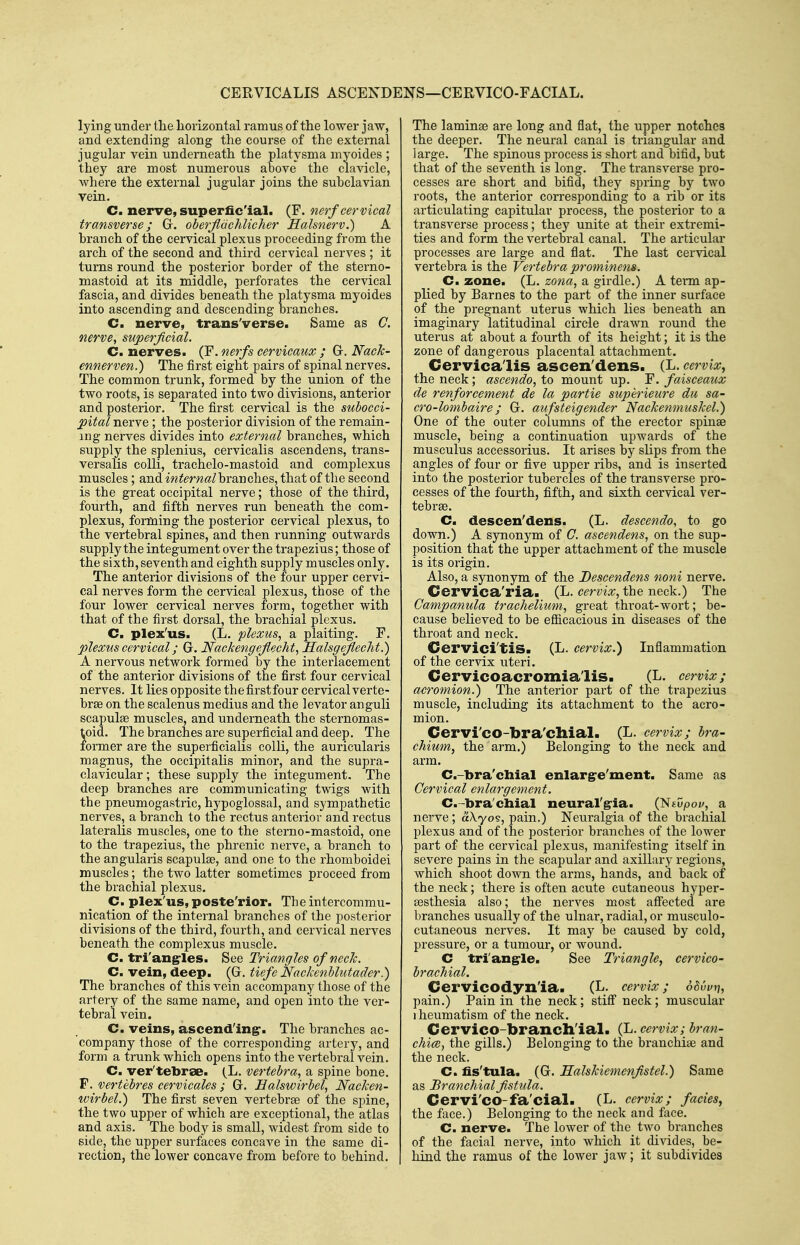 CERVICALIS ASCENDENS—CERVICO-FACIAL. lying under the horizontal ramus of the lower jaw, and extending along the course of the external jugular vein underneath the platysma myoides ; they are most numerous above the clavicle, where the external jugular joins the subclavian vein. C. nerve, superficial. (F. nerf cervical transverse; Gr. oberjlachlicher Halsnerv.) A branch of the cervical plexus proceeding from the arch of the second and third cervical nerves ; it turns round the posterior border of the sterno- mastoid at its middle, perforates the cervical fascia, and divides beneath the platysma myoides into ascending and descending branches. C. nerve, trans'verse. Same as C. nerve, superficial. Cm nerves. (F. nerfs cervicaux ; Gr. Nack- ennerven.) The first eight pairs of spinal nerves. The common trunk, formed by the union of the two roots, is separated into two divisions, anterior and posterior. The first cervical is the subocci- pital nerve; the posterior division of the remain- ing nerves divides into external branches, which supply the splenius, cervicalis ascendens, trans- versalis colli, trachelo-mastoid and complexus muscles; and iw^erw^/branches, that of tlie second is the great occipital nerve; those of the third, fourth, and fifth nerves run beneath the com- plexus, forfning the posterior cervical plexus, to the vertebral spines, and then running outwards supply the integument over the trapezius; those of the sixth, seventh and eighth supply muscles only. The anterior divisions of the four upper cervi- cal nerves form the cervical plexus, those of the four lower cervical nerves form, together with that of the first dorsal, the brachial plexus. C. plex'us. (L. plexus, a plaiting. F. plexus cervical; G. Nackengeflecht, Halsgejlecht.) A nervous network formed by the interlacement of the anterior divisions of the first four cervical nerves. It lies opposite thefirstfour cervical verte- brae on the scalenus medius and the levator anguli scapulae muscles, and underneath the sternomas- toid. The branches are superficial and deep. The former are the superficialis colli, the auricularis magnus, the occipitalis minor, and the supra- clavicular ; these supply the integument- The deep branches are communicating twigs with the pneumogastric, hypoglossal, and sympathetic nerves, a branch to the rectus anterior and rectus lateralis muscles, one to the stenao-mastoid, one to the trapezius, the phrenic nerve, a branch to the angularis scapulae, and one to the rhomboidei muscles; the two latter sometimes proceed from the brachial plexus. C. plex'us, poste'rior. The intercommu- nication of the internal branches of the posterior divisions of the third, fourth, and cervical nerves beneath the complexus muscle. C. tri'an§:les. See Triangles of neck. C. vein, deep. (G. tiefe Nackenblutader.) The branches of this vein accompany those of the artery of the same name, and open into the ver- tebral vein. C. veins, ascending:. The branches ac- company those of the corresponding artery, and form a trunk which opens into the vertebral vein. C. ver'tebrse. (L. vertebra, a spine bone. . vertebres cervicales ; G. Ealswirbel, Nacken- wirbel.) The first seven vertebrae of the spine, the two upper of which are exceptional, the atlas and axis. The body is small, widest from side to side, the upper surfaces concave in the same di- rection, the lower concave from before to behind. The laminae are long and flat, the upper notches the deeper. The neural canal is triangular and large. The spinous process is short and bifid, but that of the seventh is long. The transverse pro- cesses are short and bifid, they spring by two roots, the anterior corresponding to a rib or its articulating capitular process, the posterior to a transverse process; they unite at their extremi- ties and form the vertebral canal. The articular processes are large and flat. The last cervical vertebra is the Vertebra prominens. C. zone. (L. zo7ia, a girdle.) A iexm ap- plied by Barnes to the part of the inner sui'face of the pregnant uterus which lies beneath an imaginary latitudinal circle drawn round the uterus at about a fourth of its height; it is the zone of dangerous placental attachment. Cervicalis ascendens. (L. cervix, the neck ; ascendo, to mount up. F. faisceaux cle renforcement de la partie superieure du sa- cro-lombaire; G. aufsteigender Nackenmuskel.) One of the outer columns of the erector spinae muscle, being a continuation upwards of the musculus accessorius. It arises by slips from the angles of four or five upper ribs, and is inserted into the posterior tubercles of the transverse pro- cesses of the fourth, fifth, and sixth cervical ver- tebrae. C. descen'dens. (L. descendo, to go down.) A synonym of C. ascendens, on the sup- position that the upper attachment of the muscle is its origin. Also, a synonym of the Descendens noni nerve. Cervica'ria. (L. cervix, the neck.) The Campanula trachelium, great throat-wort; be- cause believed to be efficacious in diseases of the throat and neck. Cervici'tiS. (L. cervix.) Inflammation of the cervix uteri. Cervicoacromia'lis. (L. cervix; acromion.) The anterior part of the ti-apezius muscle, including its attachment to the acro- mion. Cervi'co-bra'chial. (L. cervix; bra- chium, the arm.) Belonging to the neck and arm. C.-bra'cliial enlarg^e'ment. Same as Cervical enlargement. C.-bra'chial neurarg-ia. i^tvpov, a nerve; aXyos, pain.) Neuralgia of the brachial plexus and of the posterior branches of the lower part of the cervical plexus, manifesting itself in severe pains in the scapular and axillary regions, which shoot down the arms, hands, and back of the neck; there is often acute cutaneous hyper- a3sthesia also; the nerves most affected are branches usually of the ulnar, radial, or musculo- cutaneous nerves. It may be caused by cold, pressure, or a tumour, or wound. C tri'ang-le. See Triangle, cervico- brachial. Cervicodyn'ia. (L. cervix; oBvvt], pain.) Pain in the neck; stiff neck; muscular 1 heumatism of the neck. CerviCO-branch'ial. (L. cervix; bran- chice, the gills.) Belonging to the branchiae and the neck. C. fis'tula. (G. Halskiemenfistel.) Same as Branchial fistula. Cervi'co-fa'cial. (L. cervix; fades, the face.) Belonging to the neck and face. C. nerve. The lower of the two branches of the facial nerve, into which it divides, be- hind the ramus of the lower jaw; it subdivides