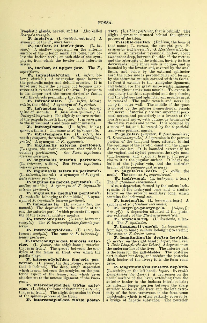 lymphatic glands, nerves, and fat. Also called Scarpa's triangle. F. incisi'va. (L. ^«<?^■^?o,to cut into.) A synonym of the F., myrtiform. P., inci sor, of low'er jaw. (L. in- cido.) A shallow depression on the anterior surface of the inferior maxillary bone, just be- low the incisor teeth, on each side of the sym- physis, from which the levator labii inferioris arises. P., inci'sor, of up'per jaw. The F., myrtiform. P., infraclavic'ular. (L. infra, be- low ; clavicle.) A triangular space between the pectoralis major and deltoid muscles. It is broad just below the clavicle, but becomes nar- rower as it extends towards the arm. It presents in its deeper part the coraco-clavicular fascia, with the objects perforating that fascia. P. infraor'bitar. (L. infra, below; orbita, the orbit.) A synonym of F., canine. P. infraspina'ta. (L. infra, below; spine of scapula. F. fosse sous-epineuse; G. Untergrdtengrube.) The slightly concave surface of the scapula beneath the spine. It gives origin to the infraspinatus and teres minor muscles. P. infi>aspi'nous. (L. infra, below; spina, a thorn.) The same as F. infraspinata. P. infra temp oralis. (L. infra, be- neath ; tempora, the temples. Gr. Unterschldfen- grube.) A synonym of F., zygomatic. P. ing^uinalis exter'na peritonei. (L. inguen, the groin; externus, that which is outside; peritoneum.) See Fovea inguinalis externa peritonei. P. inguinalis inter'na peritonei. (L. internus, within.) See Fovea inguinalis interna peritonei. P. ingruinalis lateralis peritonei. (L. lateralis, lateral.) A synonym of i^. ingui- nalis externa peritonei. P. ing-uinalis me'dia peritonei. (L. medius, middle.) A synonym of F. inguinalis interna peritonei. P. ing-uinalis medialis peritonei. (L. medialis, belonging to the middle.) A syno- nym of i^. inguinalis interna peritonei. P. innomina'ta. (L. innominatus, un- named.) The depression in the aui'icle of the ear, the anterior part of which presents the open- ing of the external auditory meatus. P., intercon'dylar. (L. iw^^r,between; condyle.) The F. intercondyloidea femoris pos- terior. P. intercondyloi'dea. (L. inter, be- tween ; condyle.) The same as F. intercondy- loidea posterior. P. intercondyloi'dea fem'oris ante'- rior. (L. femur, the thigh-bone; anterior, that is in front.) The groove between the con- dyles of the femur in front, over which the patella plays. P. intercondyloi'dea fem'oris pos- te'rior. (L. femur, the thigh-bone; posterior, that is behind.) The deep, rough depression which is seen between the condyles on the pos- terior aspect of the femur, and which gives attachment to the mucous ligament of the knee- joint. P. intercondyloi'dea tib'ise ante'- rior. (L. tibia, the bone of that name; anterior, that is in front.) The slight depression in front of the spinous process of the tibia. P. intercondyloi'dea tib'iee poste'- rior. (L. tibia; posterior, that is behind.) The slight depression situated behind the spinous process of the tibia. P.iscbio-rec'tal. {Ischitim, the bone of that name; L. rectum, the straight gut. F. excavation ischio-rectale ; G. Mastdarmsitzbein- grube.) An irregular pyramidal hollow, about two inches deep, between the side of the rectum and the tuberosity of the ischium, having its base downwai-ds. The inner side is oblique, and is bounded by the levator ani, covered by the anal fascia, and below by the external sphincter ani ; the outer side is perpendicular and formed by the obturator muscle covered with its fascia. In front it extends to the triangular ligament, and behind are the great sacro-sciatic ligament and the gluteus maximus muscle. To expose it completely the skin, superficial and deep fasciae, and the glutseus and sphincter ani muscles must be removed. The pudic vessels and nerve lie along the outer wall. The middle of the space is crossed by the inferior heemorrhoidal vessels and nerve. Anteriorly are two superficial peri- neeal nerves, and posteriorly is a branch of the fourth sacral nerve, with cutaneous branches of the sciatic vessels and nerve. It is occupied by a mass of fat, and is crossed by the superficial transverse perineal muscle. P.,ju'g-ular. {Jugular. Y.fossejugulaire; G. Brosseladergrube.) A depression in the petrous portion of the temporal bone, situated behind the openings of the carotid canal and the aquse- ductus cochlese. It is bounded externally by the vaginal and styloid processes, the stylo-mas- toid foramen, and auriculai; fissure, and poste- rior to it is the jugular surface. It lodges the bulb of the jugular vein, and the auricular branch of the pneumo-gastric nerve. P. jug°ula'ris col'li. (L. collis, the neck.) The same as F., suprasternal. P., lacb'rymal. (L. lachryma, a tear.) The F. glandulce lachrymalis. Also, a depression, formed by the sulcus lach- rymalis of the lachrymal bone and a similar furrow on the superior maxillary bone, which contains the lachrymal sac. P. lacrima'lis. (L. lacrima, a tear.) A synonym of F. glandulce lacrimalis. P. laryn'g-o-pbaryng-e'a. {Aapvy^; (pdpvy^.) A depression situated at the poste- rior extremity of the Flicce aryepiglotticce. P. lenticula'ri^ (L. lenticula, a len- til.) The F. hyaloidea. P. lig-amen'ti veno'si. (L. ligamentum, from ligo, to bind ; venosus, belonging to a vein.) The same as F. ductus venosi. P. long-itudina'lis dex'tra hep'atis. (L. dexter, on the right hand ; hepar, the liver. Gr. linke Ldngsfurche der Leber.) A depression on the under surface of the liver. The anterior part is the fossa for the gall-bladder. The posterior part is short but deep, and notches the posterior thick border of the liver; it is the fossa venae cavae. P. long-itudina'lis sinis'tra hep'atis. (L. sinister, on the left hand; hepar. G. rechte Ldngsfurche der Leber.) A depression on the under surface of the liver, extending from the anterior boi-der to the incisura interlobularis; its anterior longer portion between the sharp anterior border of the liver and the left extre- mity of the fossa transversa is the fossa venae umbilicalis, which is often partially covered by a bridge of hepatic substance. The posterior