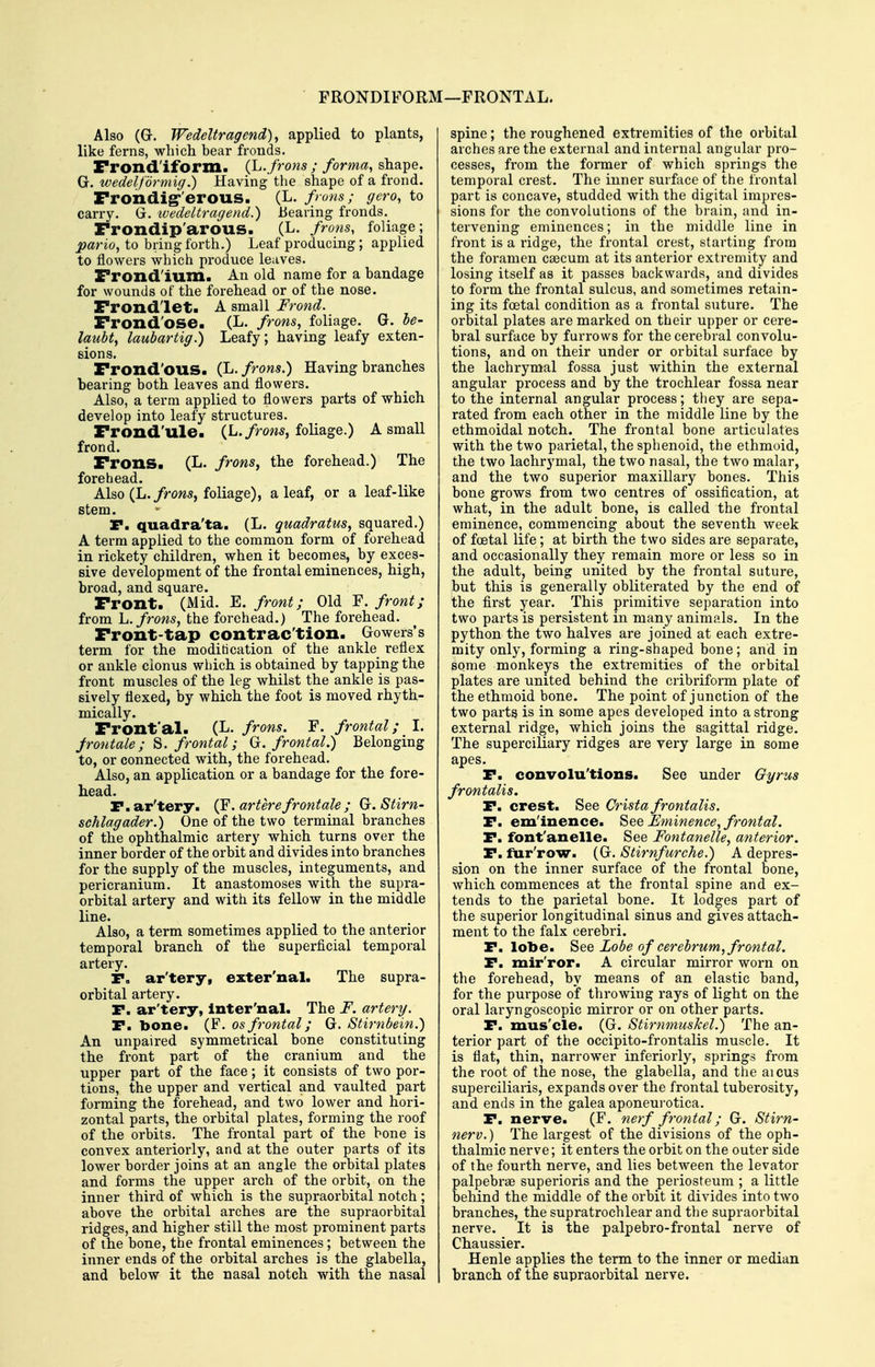 FRONDIFORM—FRONTAL. Also (G. Wedeltragend), applied to plants, like ferns, which bear fronds. Frond'iform. (L. frofts ; forma, shape. G. wedelfdrmiff.) Having the shape of a frond. Frondig-'erous. (L. frons; gero, to carry. G. ivedeltragend.) Bearing fronds. Frondip'arous. (L. frons, foliage; pario, to bring forth.) Leaf producing; applied to flowers which produce leaves. Frond'ium. An old name for a bandage for wounds of the forehead or of the nose. Frond'let. A small Frond. Frond'ose. (L. frons, foliage. G. be- laubt, laubartig.) Leafy; having leafy exten- sions. Frond'OUS. (L. frons.) Having branches bearing both leaves and flowers. Also, a term applied to flowers parts of which develop into leafy structures. Frond'ule. (L./rows, foliage.) A small frond. Frons. (L. frons, the forehead.) The forehead. Also (L./rows, foliage), a leaf, or a leaf-like stem. P. quadra'ta. (L. quadratus, squared.) A term applied to the common form of forehead in rickety children, when it becomes, by exces- sive development of the frontal eminences, high, broad, and square. Front. (Mid. E. front; Old F. front; from h. frons, the forehead.) The forehead. Front-tap contrac'tion. Gowers's term for the moditication of the ankle reflex or ankle clonus which is obtained by tapping the front muscles of the leg whilst the ankle is pas- sively flexed, by which the foot is moved rhyth- mically. Front'al. (L. frons. F. frontal; I. frontale; ^. frontal; G. frontal.) Belonging to, or connected with, the forehead. Also, an application or a bandage for the fore- head. P. ar'tery. (F. arterefrontale; G. Stirn- schlagader.) One of the two terminal branches of the ophthalmic artery which turns over the inner border of the orbit and divides into branches for the supply of the muscles, integuments, and pericranium. It anastomoses with the supra- orbital artery and with its fellow in the middle line. Also, a term sometimes applied to the anterior temporal branch of the superficial temporal artery. P« ar'tery, exter'nal. The supra- orbital artery. P. ar'tery, inter'nal. The F. artery. P. bone. (F. as frontal; G. Stirnbein.) An unpaired symmetrical bone constituting the front part of the cranium and the upper part of the face; it consists of two por- tions, the upper and vertical and vaulted part forming the forehead, and two lower and hori- zontal parts, the orbital plates, forming the roof of the orbits. The frontal part of the bone is convex anteriorly, and at the outer parts of its lower border joins at an angle the orbital plates and forms the upper arch of the orbit, on the inner third of which is the supraorbital notch ; above the orbital arches are the supraorbital ridges, and higher still the most prominent parts of the bone, the frontal eminences; between the inner ends of the orbital arches is the glabella, and below it the nasal notch with the nasal spine; the roughened extremities of the orbital arches are the external and internal angular pro- cesses, from the former of which springs the temporal crest. The inner surface of the frontal part is concave, studded with the digital impres- sions for the convolutions of the brain, and in- tervening eminences; in the middle line in front is a ridge, the frontal crest, starting from the foramen caecum at its anterior extremity and losing itself as it passes backwards, and divides to form the frontal sulcus, and sometimes retain- ing its foetal condition as a frontal suture. The orbital plates are marked on their upper or cere- bi'al surface by furrows for the cerebral convolu- tions, and on their under or orbital surface by the lachrymal fossa just within the external angular process and by the trochlear fossa near to the internal angular process; they are sepa- rated from each other in the middle line by the ethmoidal notch. The frontal bone articulates with the two parietal, the sphenoid, the ethmoid, the two lachrymal, the two nasal, the two malar, and the two superior maxillary bones. This bone grows from two centres of ossification, at what, in the adult bone, is called the frontal eminence, commencing about the seventh week of foetal life; at birth the two sides are separate, and occasionally they remain more or less so in the adult, being united by the frontal suture, but this is generally obliterated by the end of the fii-st year. This primitive separation into two parts is persistent in many animals. In the python the two halves are joined at each extre- mity only, forming a ring-shaped bone; and in some monkeys the extremities of the orbital plates are united behind the cribriform plate of the ethmoid bone. The point of junction of the two parts is in some apes developed into a strong external ridge, which joins the sagittal ridge. The superciliary ridges are very large in some apes, P. convolu'tions. See under Gyrus frontalis. P. crest. See Crista frontalis. P. eminence. See Fminence, frontal. P. font'anelle. See Fontanelle, anterior. P. fur'row. (G. Stirnfurche.) A depres- sion on the inner surface of the frontal bone, which commences at the frontal spine and ex- tends to the parietal bone. It lodges part of the superior longitudinal sinus and gives attach- ment to the falx cerebri. P. lobe. See Lobe of cerebrum, frontal. P. mir'ror. A circular mirror worn on the forehead, by means of an elastic band, for the purpose of throwing rays of light on the oral laryngoscopic mirror or on other parts. P. mus'cle. (G. StirmjiusJcel.) The an- terior part of the occipito-frontalis muscle. It is flat, thin, narrower inferiorly, springs from the root of the nose, the glabella, and the aicus superciliaris, expands over the frontal tuberosity, and ends in the galea aponeurotica. P. nerve. (F. nerf frontal; G. Stirn- nerv.) The largest of the divisions of the oph- thalmic nerve; it enters the orbit on the outer side of the fourth nerve, and lies between the levator palpebrse superioris and the periosteum ; a little bekind the middle of the orbit it divides into two branches, the supratrochlear and the supraorbital nerve. It is the palpebro-frontal nerve of Chaussier. Henle applies the term to the inner or median branch of the supraorbital nerve.